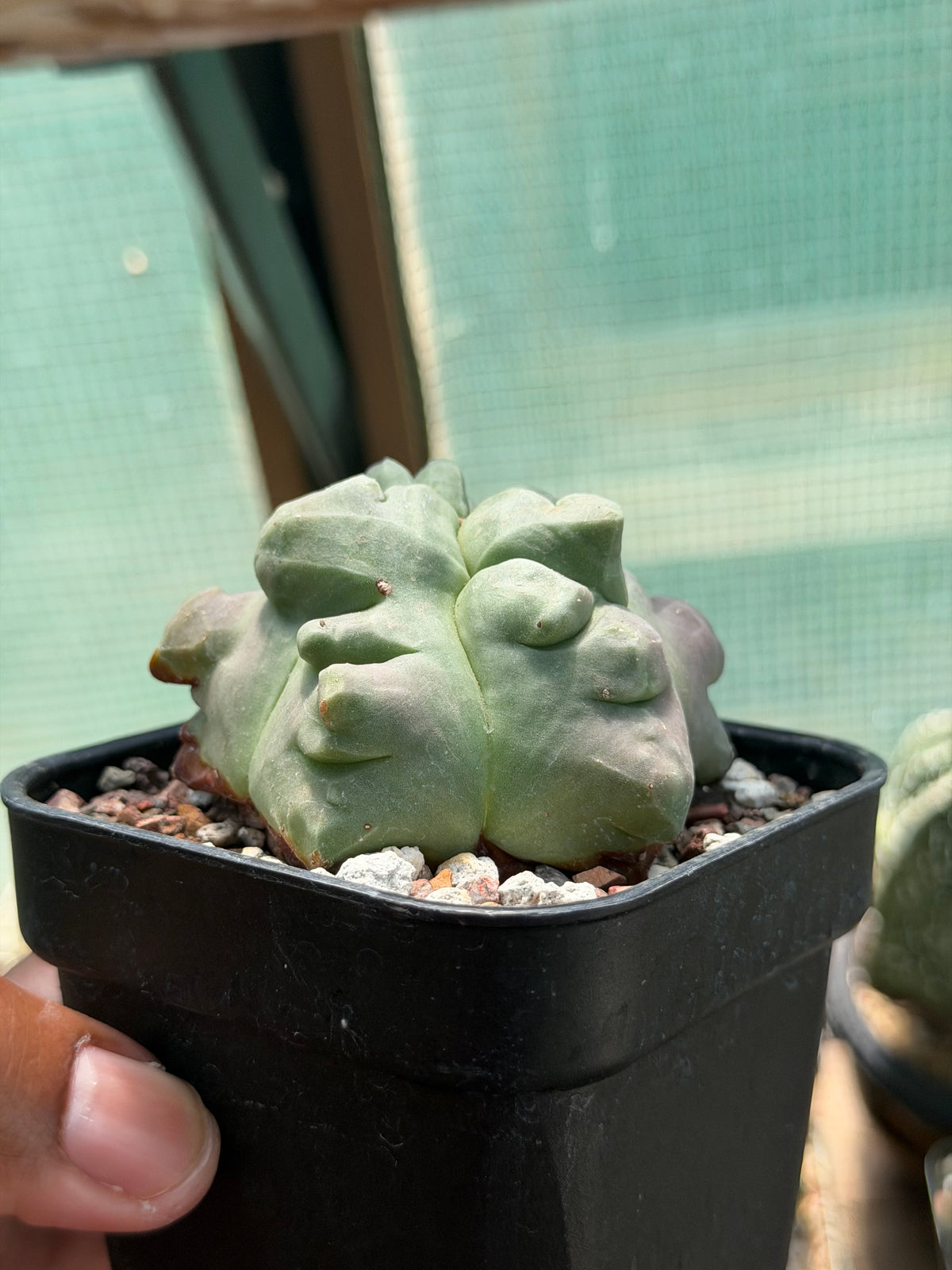 Astrophytum myriostigma Kikko Weirdo!