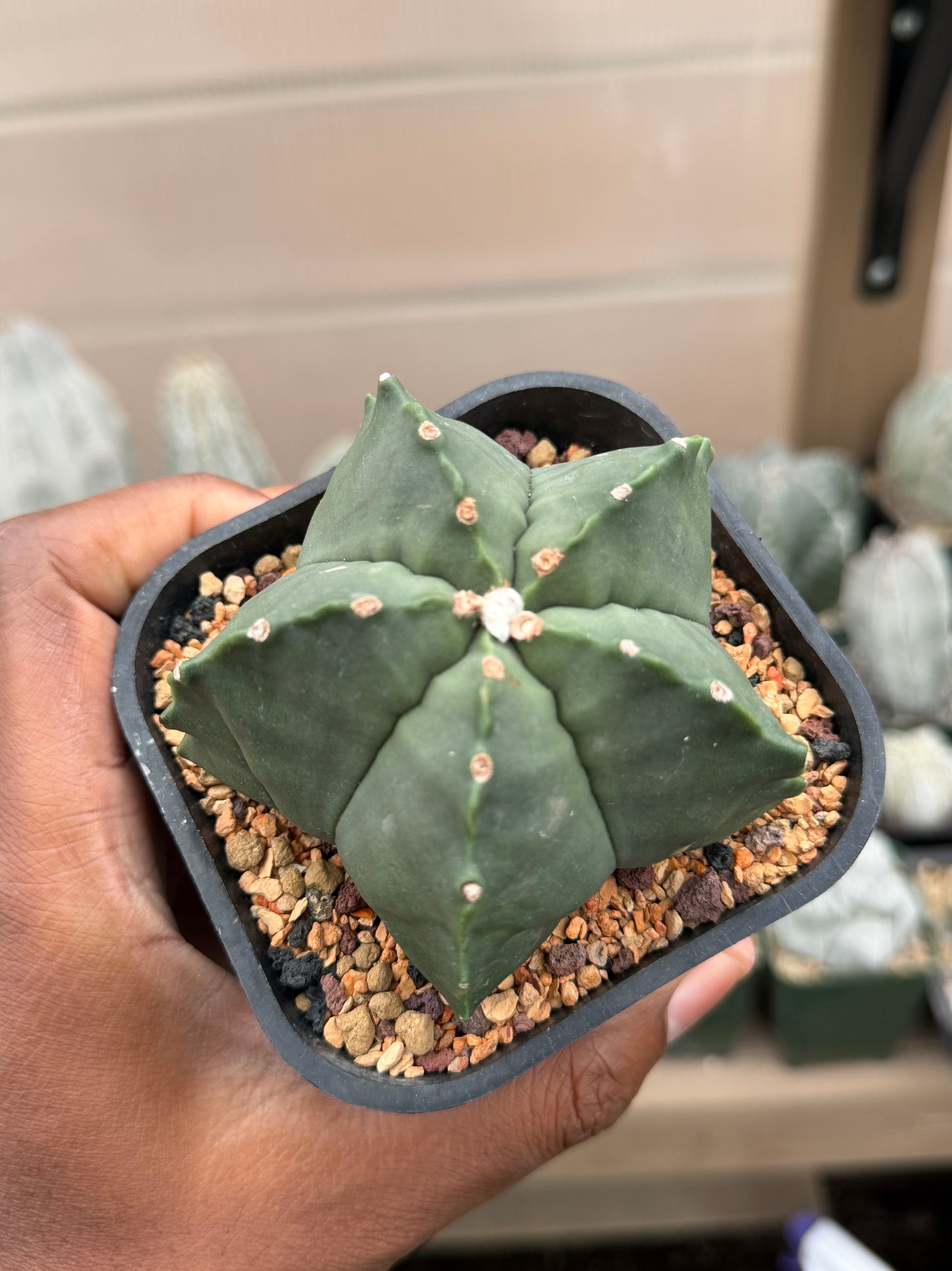 Astrophytum myriostigma strongylogonum