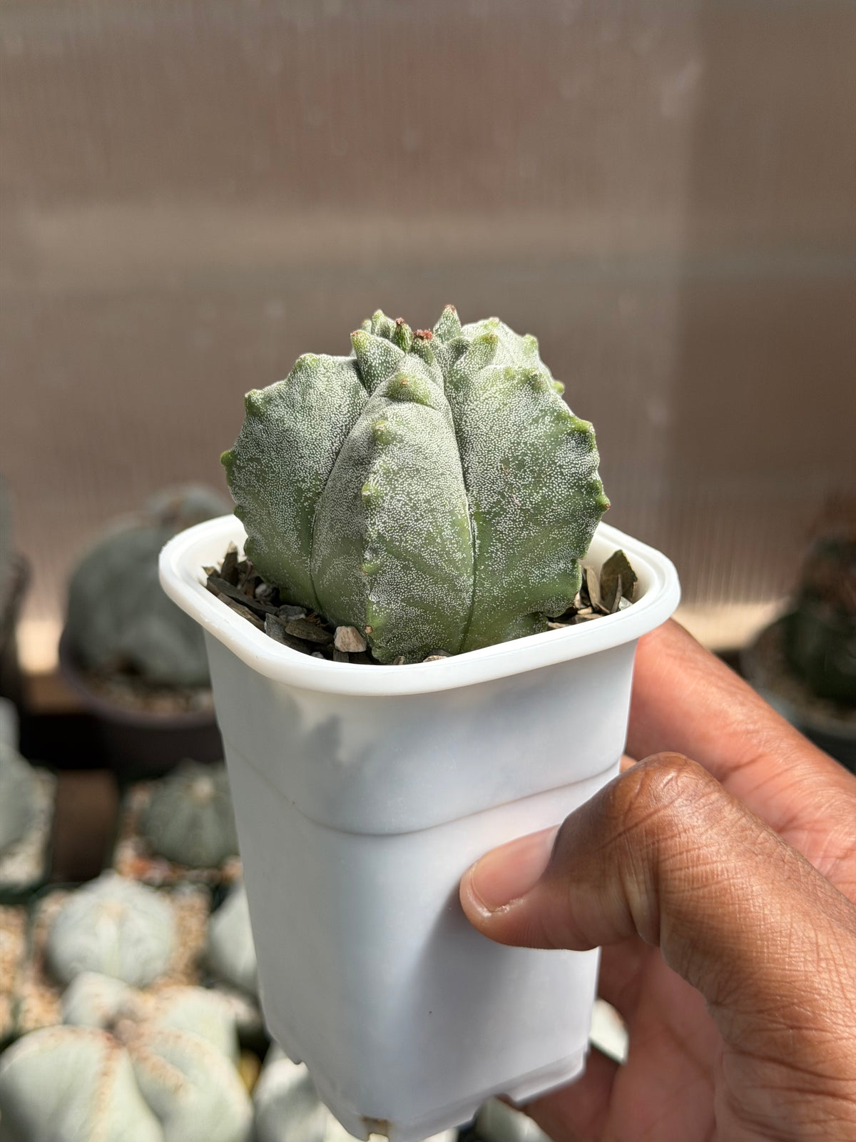 Astrophytum myriostigma Kikko