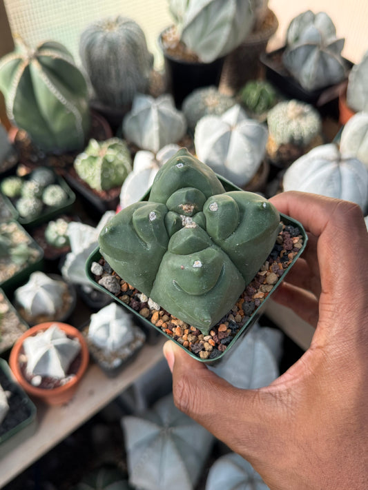 Astrophytum myriostigma Kikko Quadricostatum