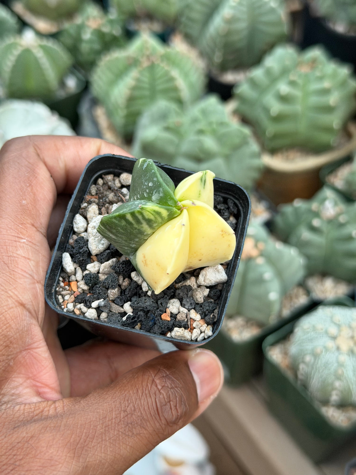 Astrophytum myriostigma Variegated