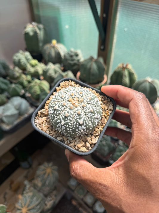 Astrophytum asterias Superkabuto V-Type