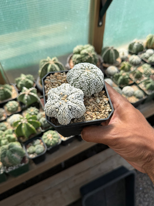 Astrophytum asterias Superkabuto Bundle
