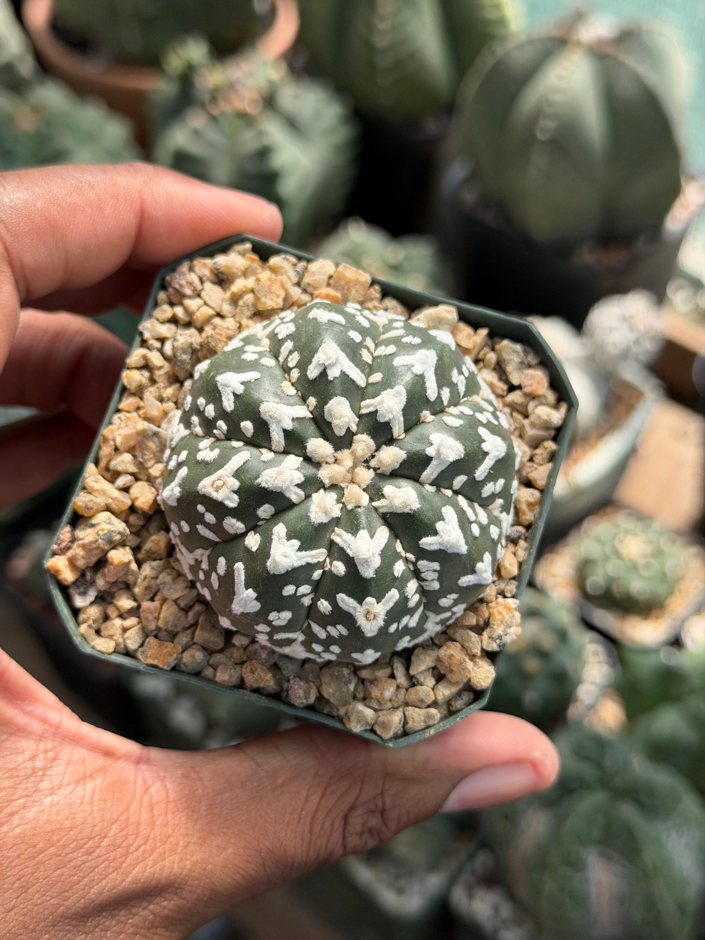 Astrophytum asterias Superkabuto V-Type