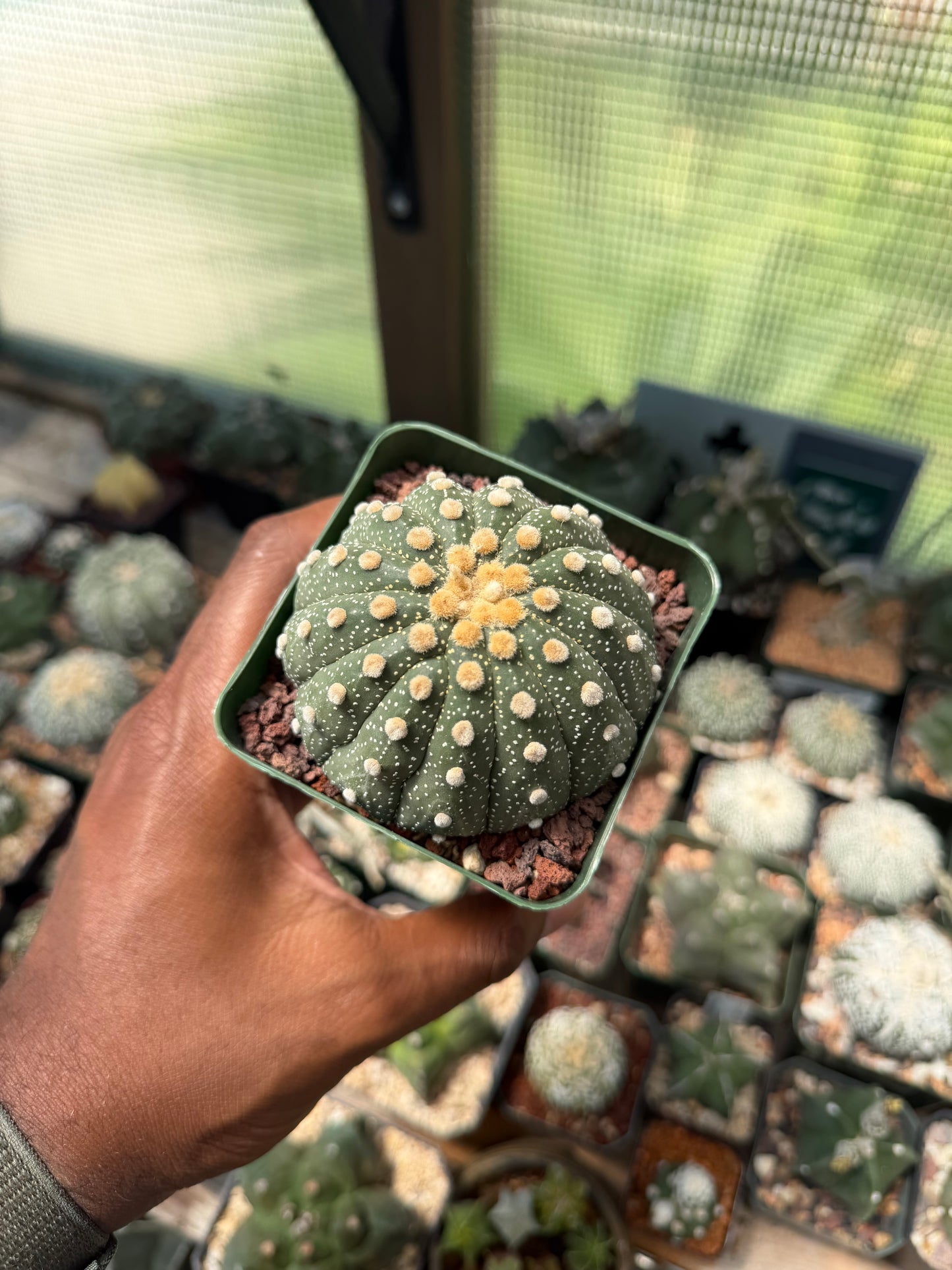 Astrophytum asterias 13 Rib