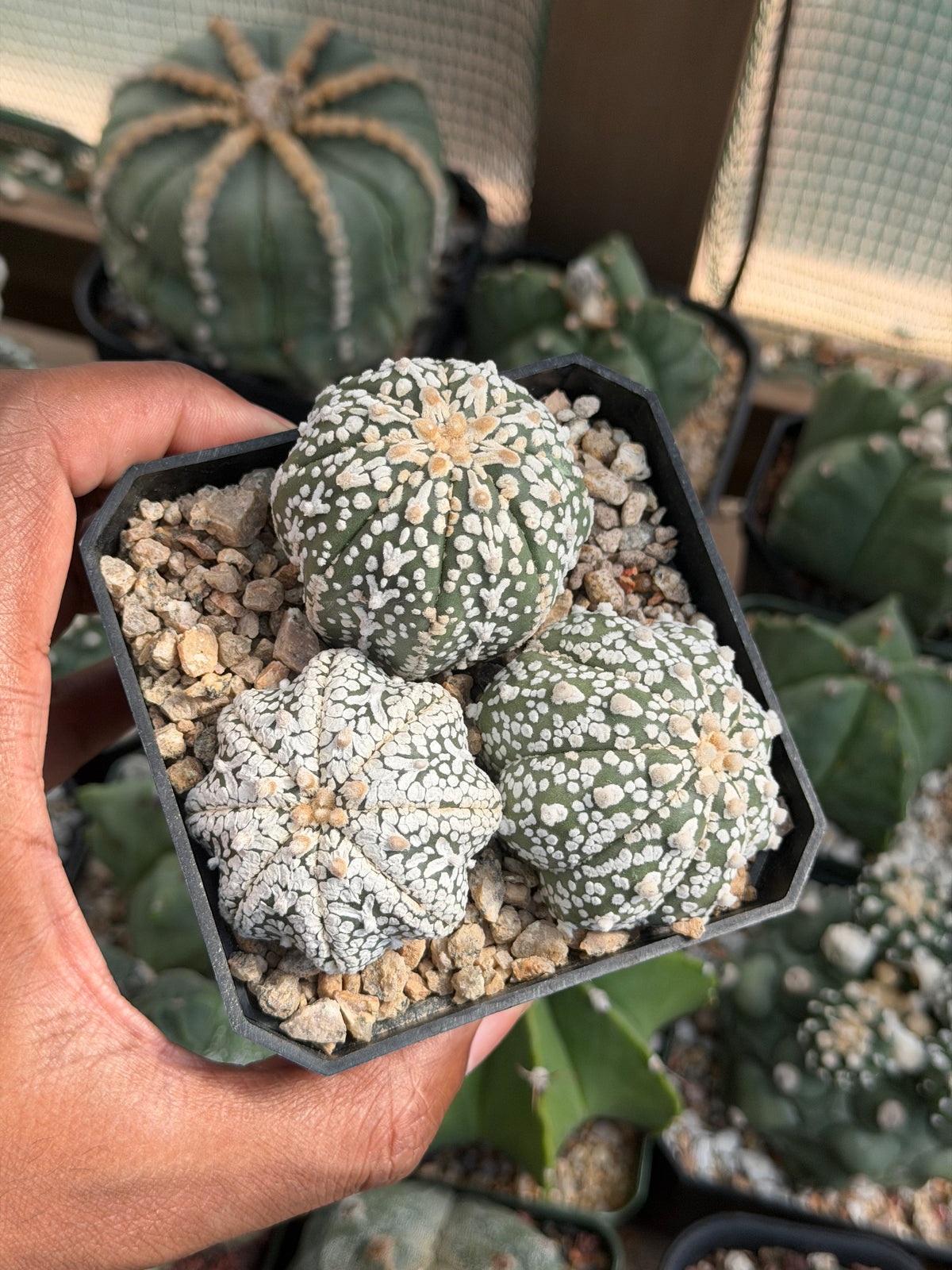 Astrophytum asterias Bundle