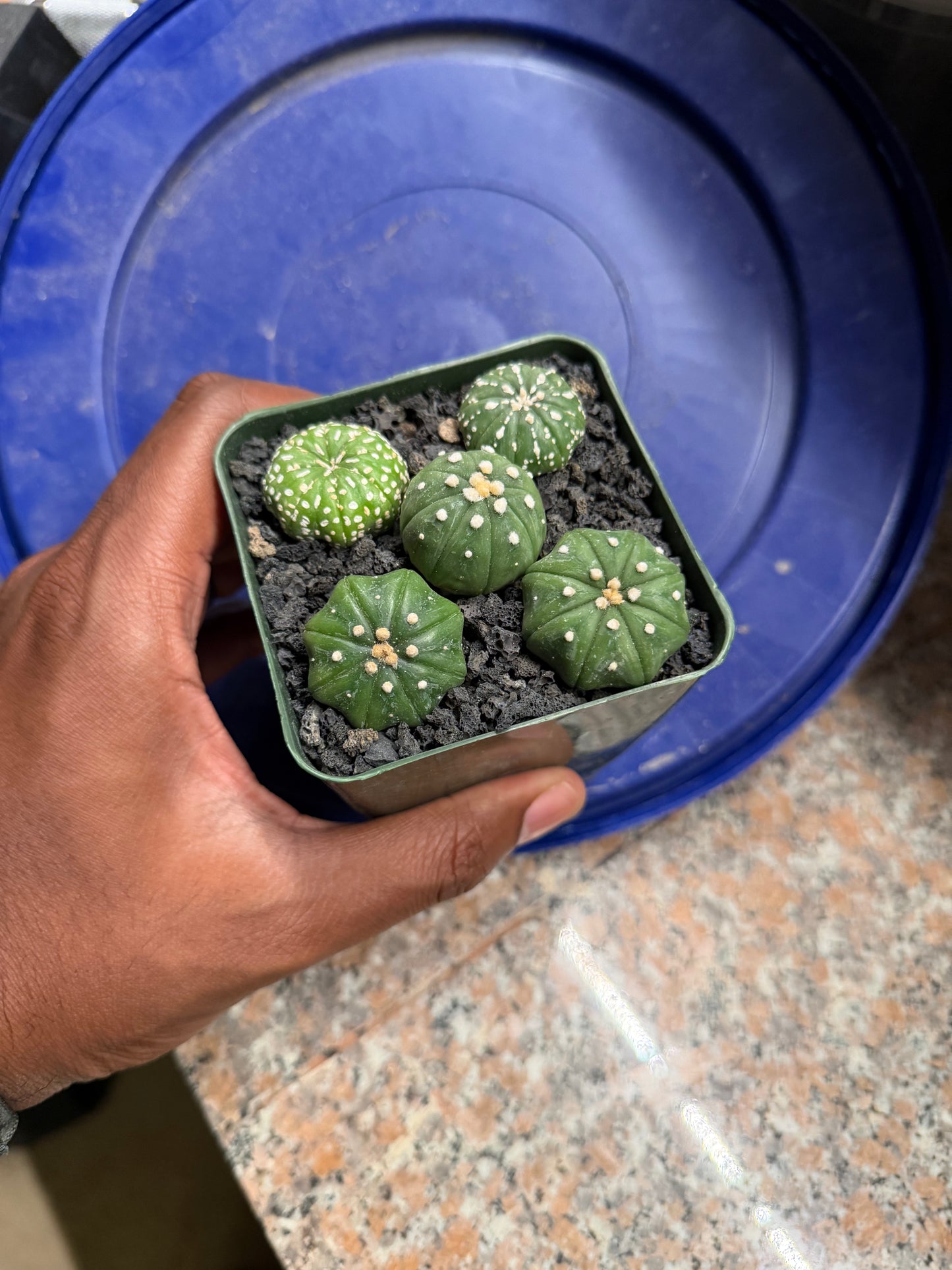 Astrophytum asterias Bundle