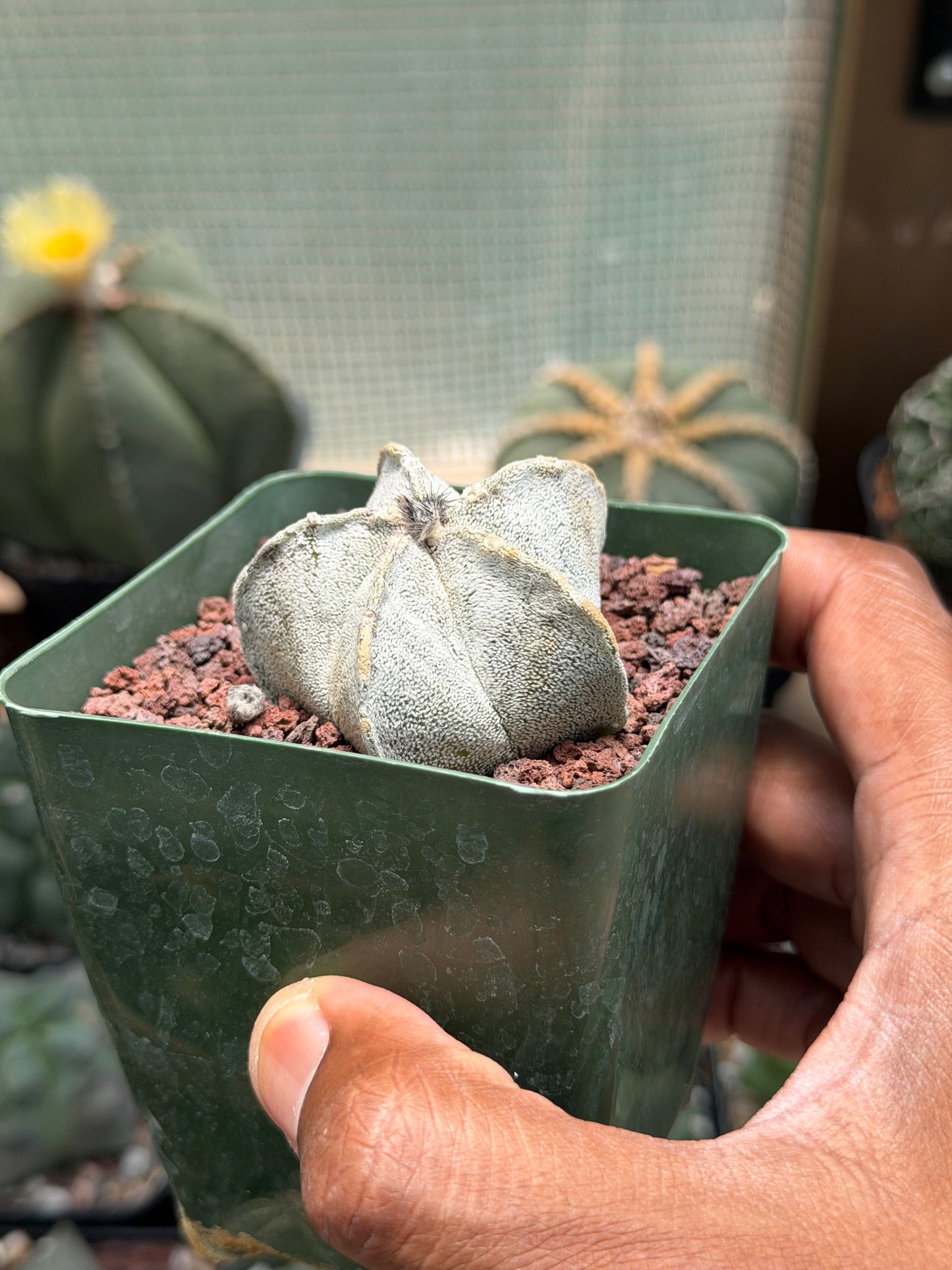 Astrophytum coahuilense