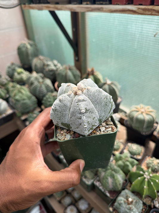 Astrophytum myriostigma Kikko
