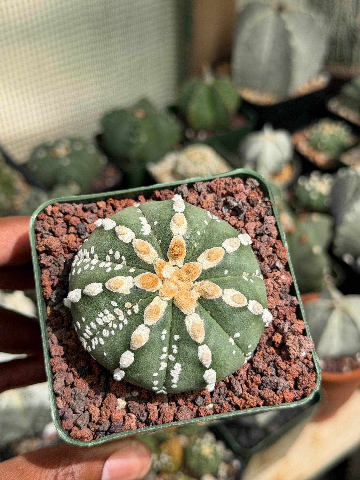 Astrophytum asterias Hakujo