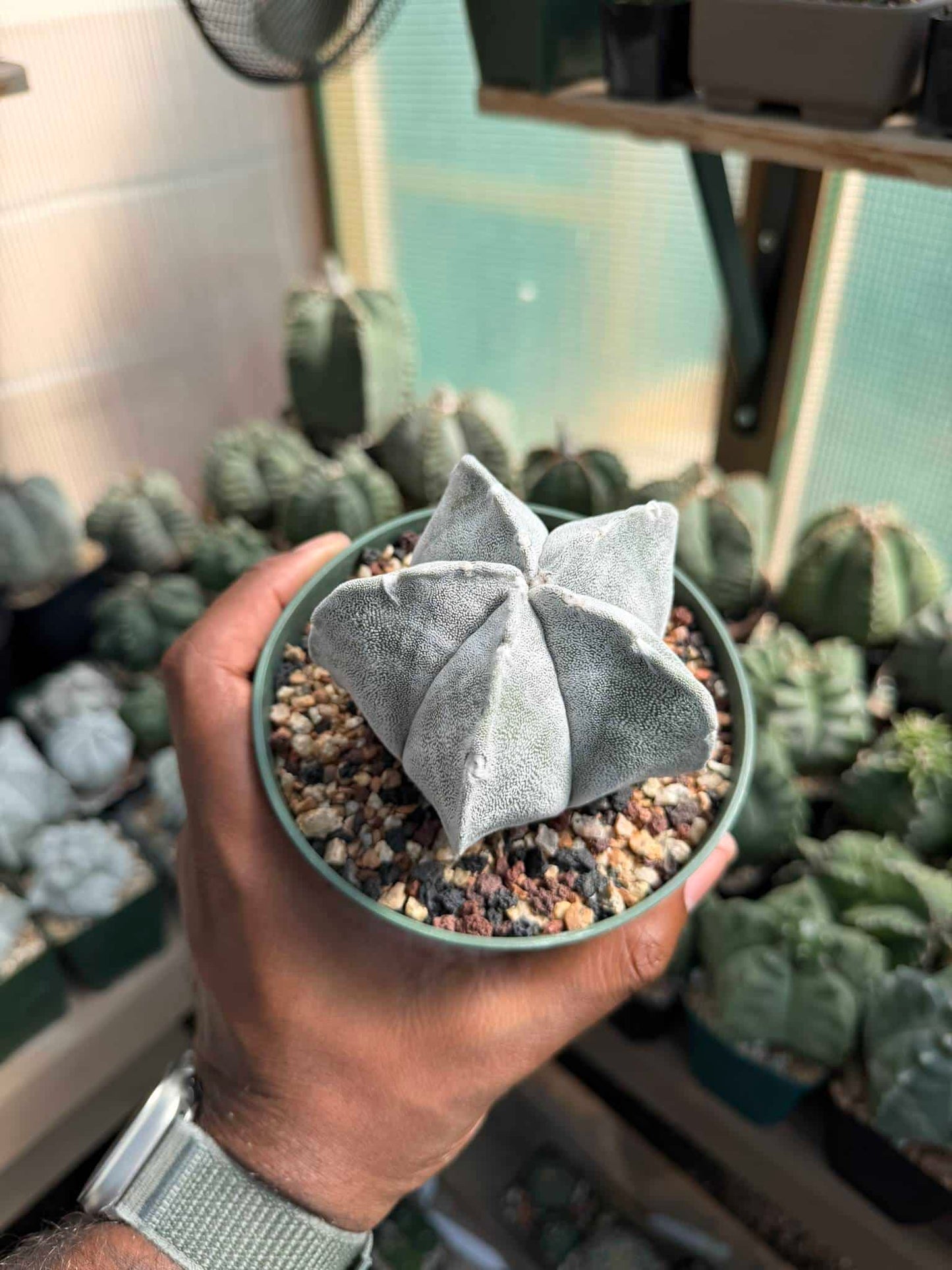 Astrophytum coahuilense