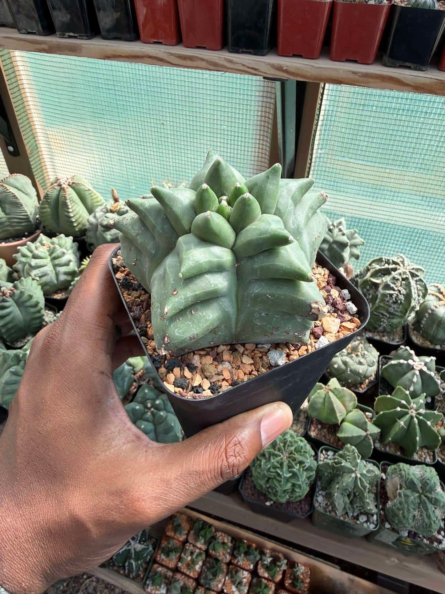 Astrophytum myriostigma Kikko