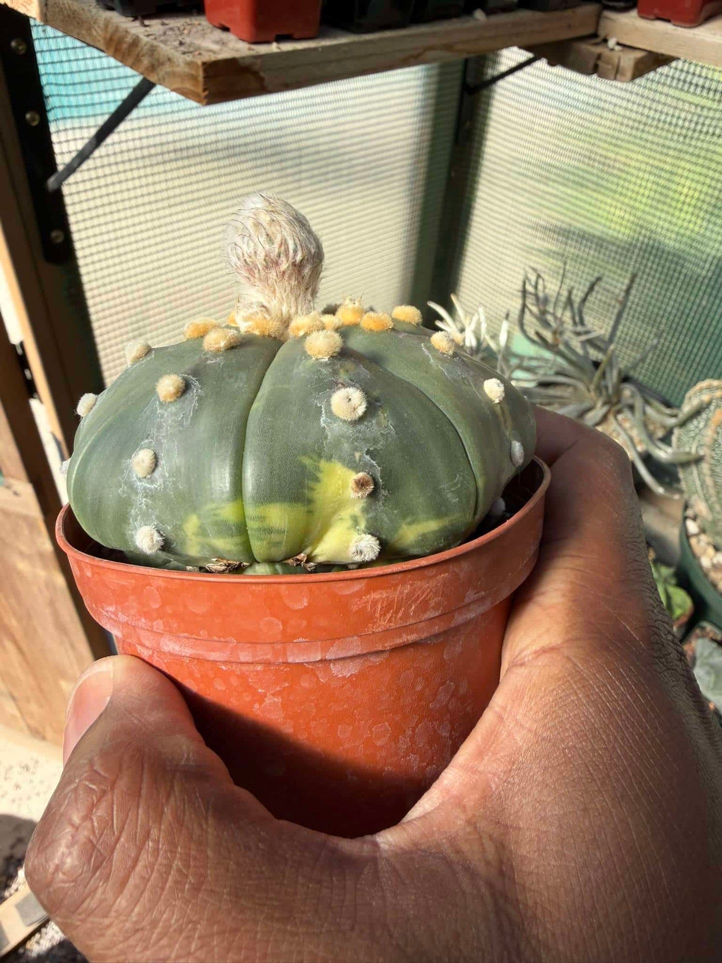 Astrophytum asterias Star Shape variegated