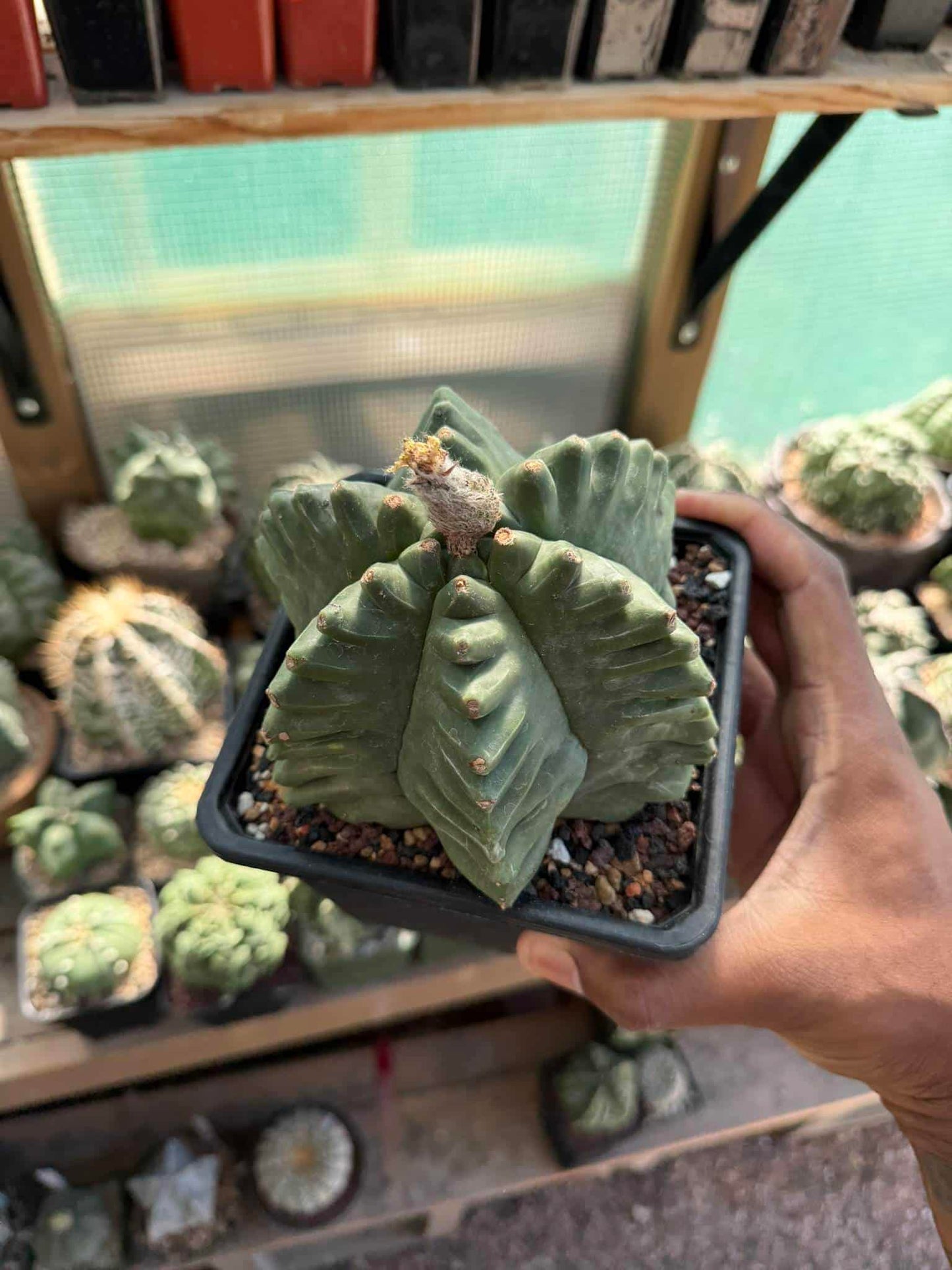 Astrophytum myriostigma Kikko quadricostatum