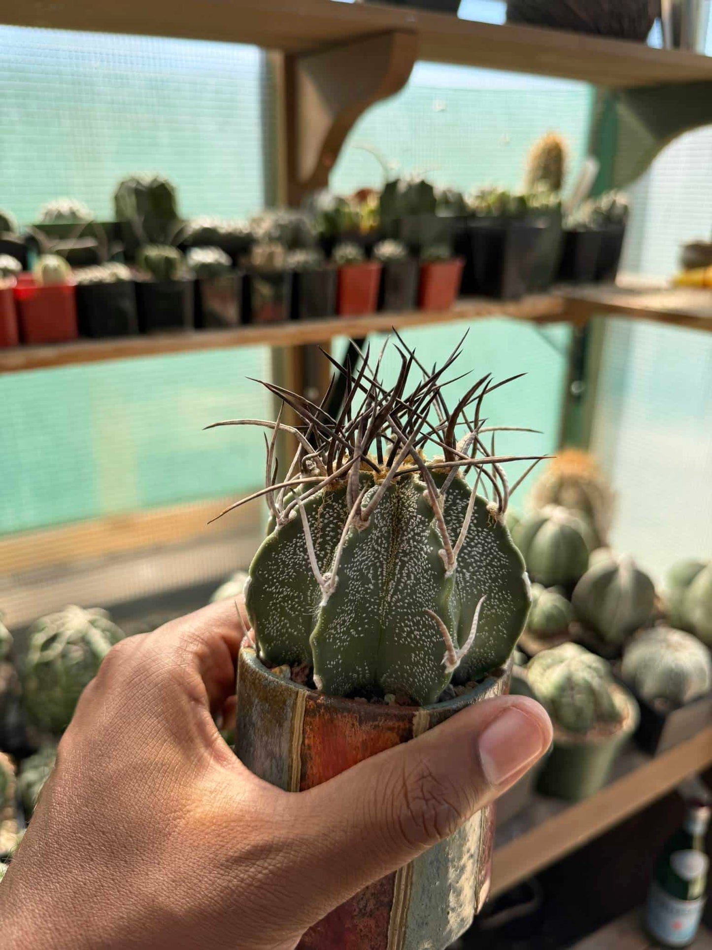 Astrophytum capricorne cv. Taiho-Gyoku Buffalo