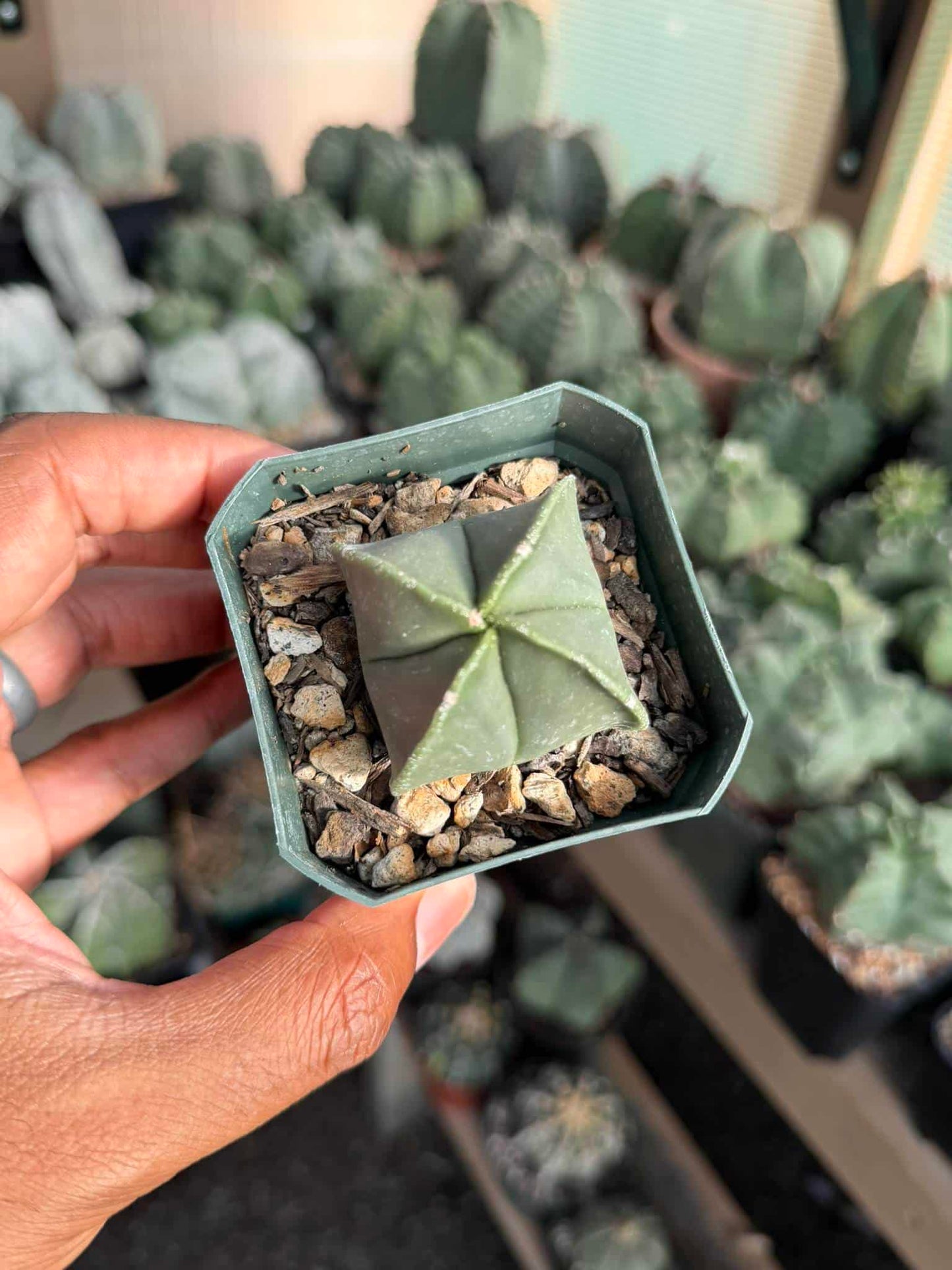 Astrophytum myriostigma quadricostatum