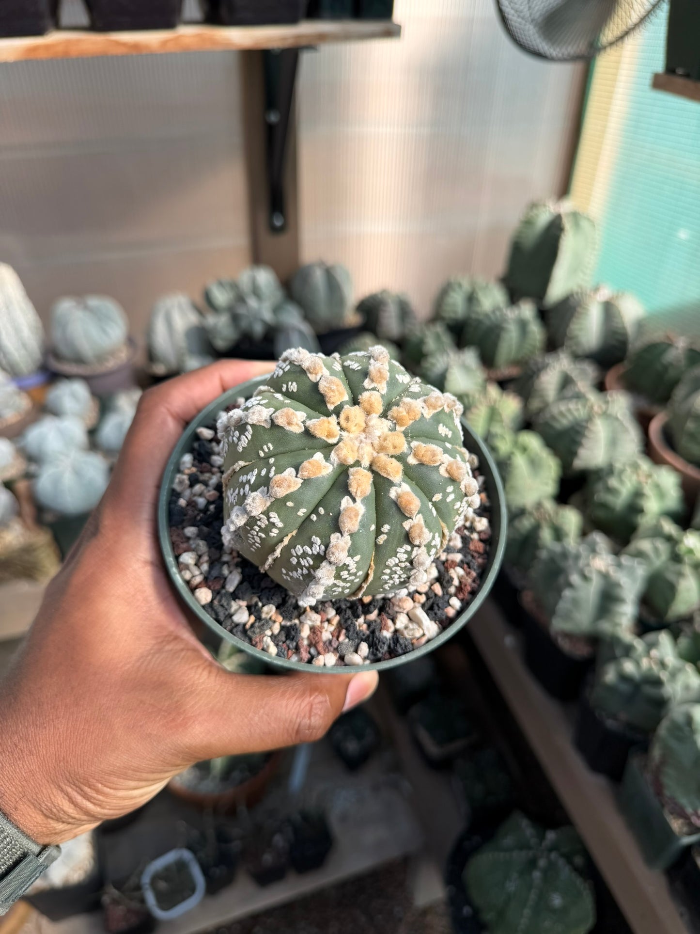 Astrophytum asterias Fukuryu Hakujo