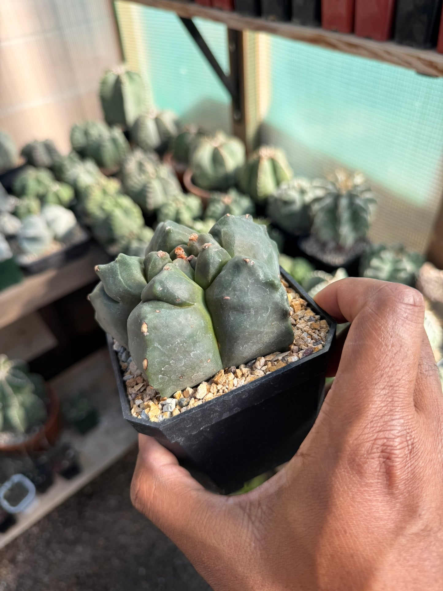 Astrophytum myriostigma Kikko