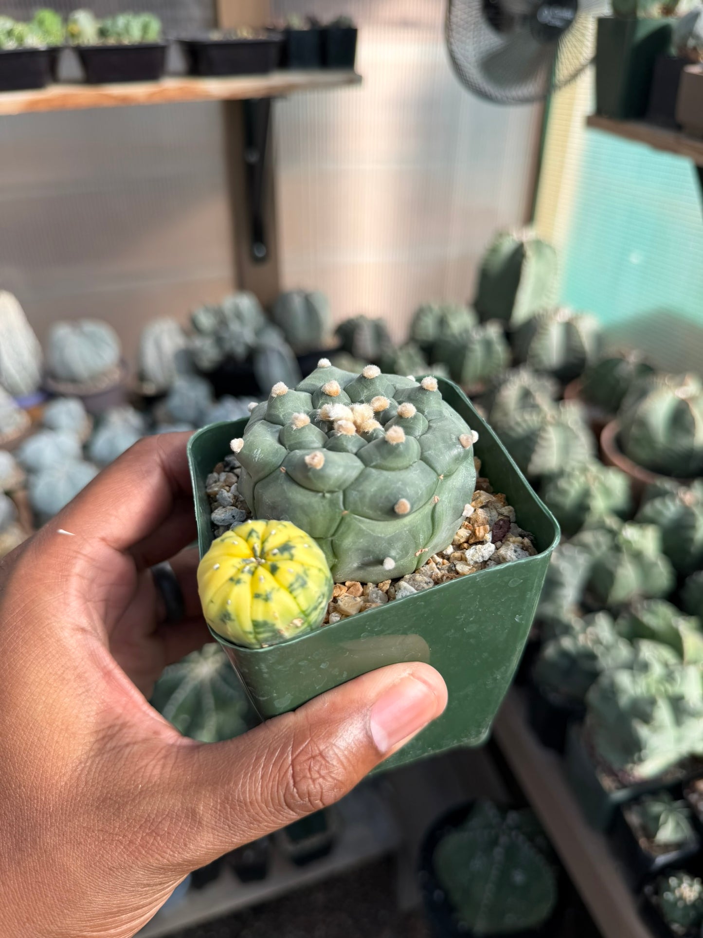 Astrophytum asterias Kikko