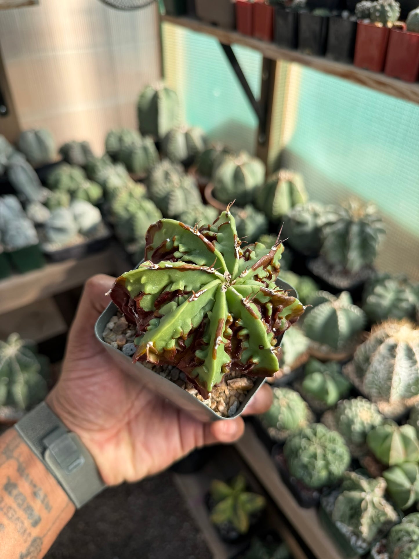 Astrophytum myriostigma X ornatum Fukuryu