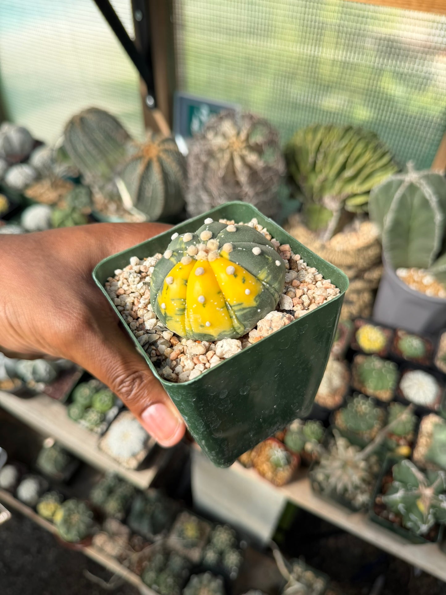 Astrophytum asterias Variegated