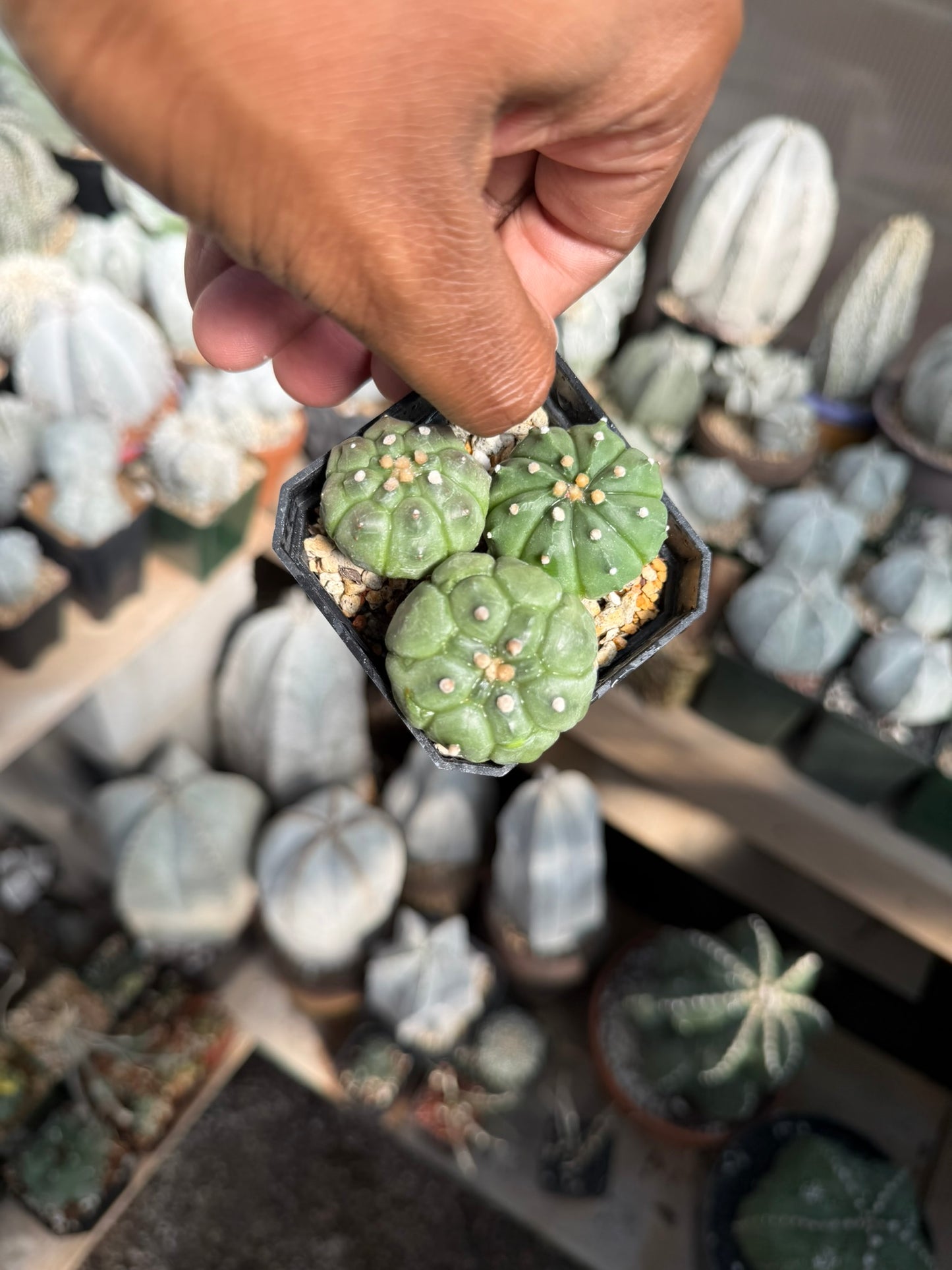 Astrophytum asterias bundle