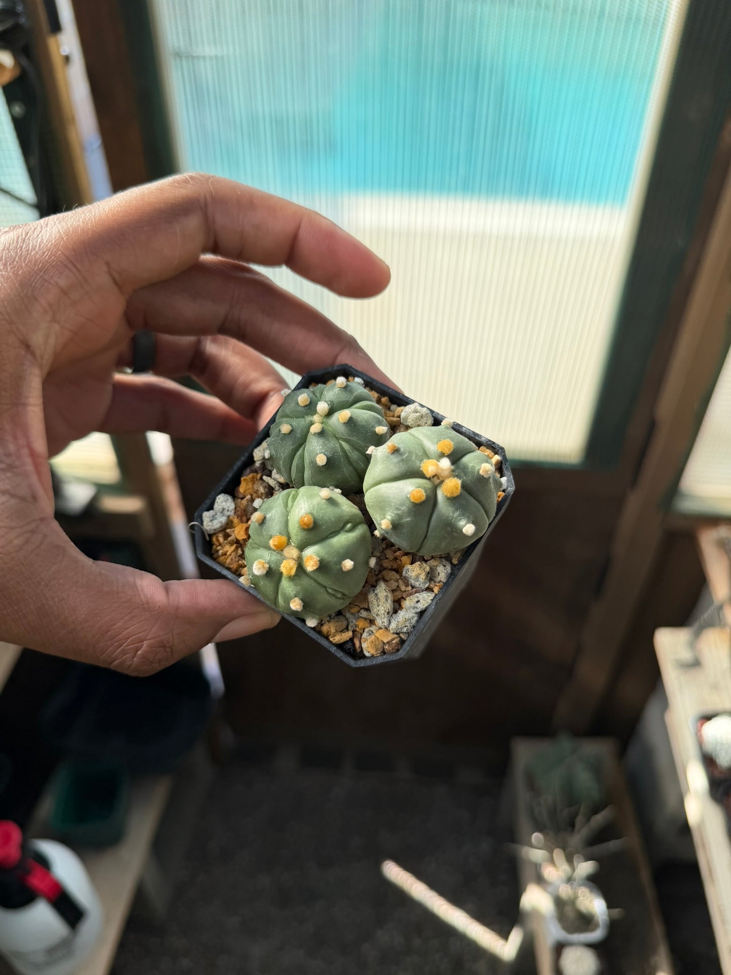 Astrophytum asterias Bundle