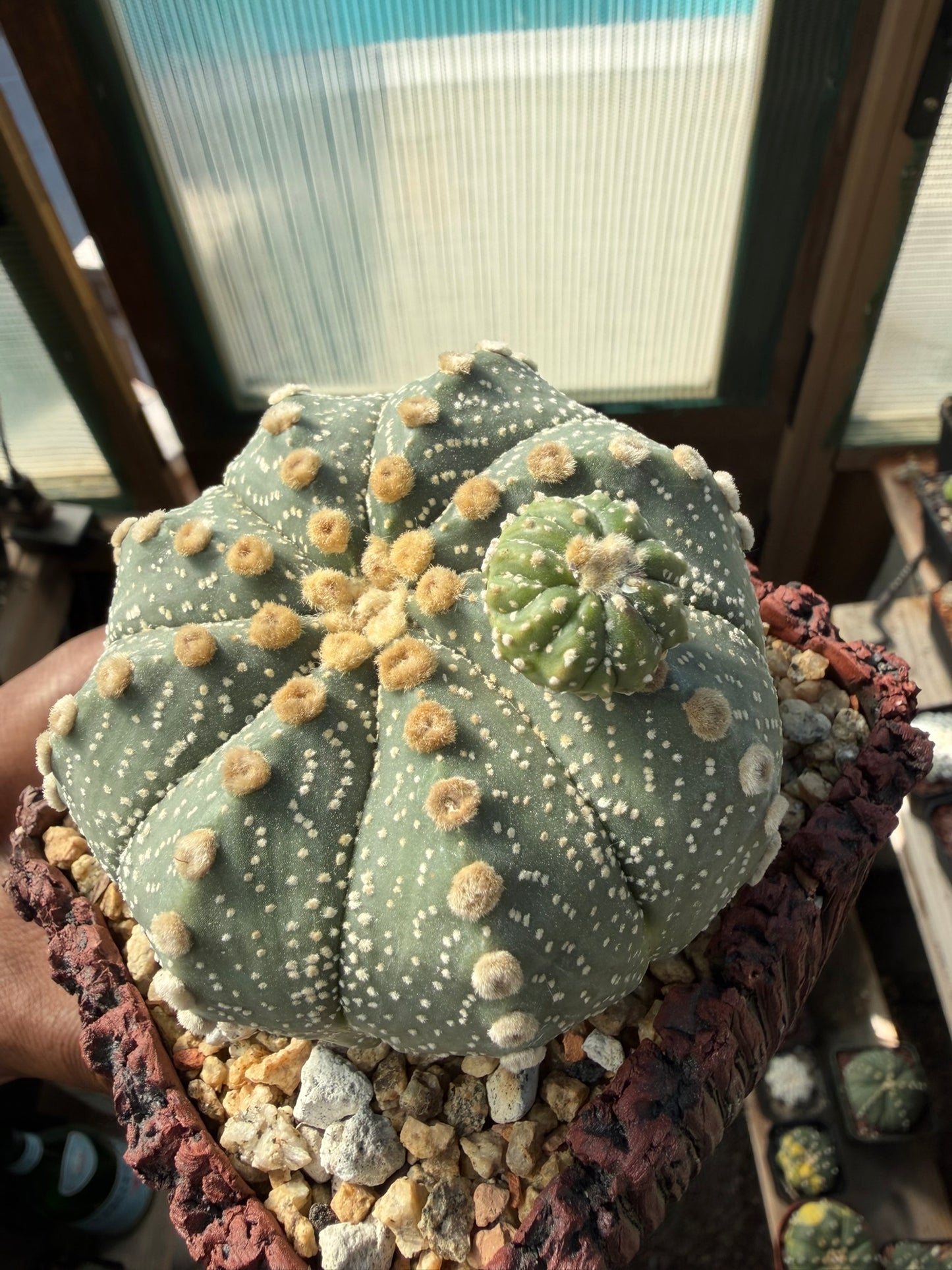 Astrophytum asterias prolifera