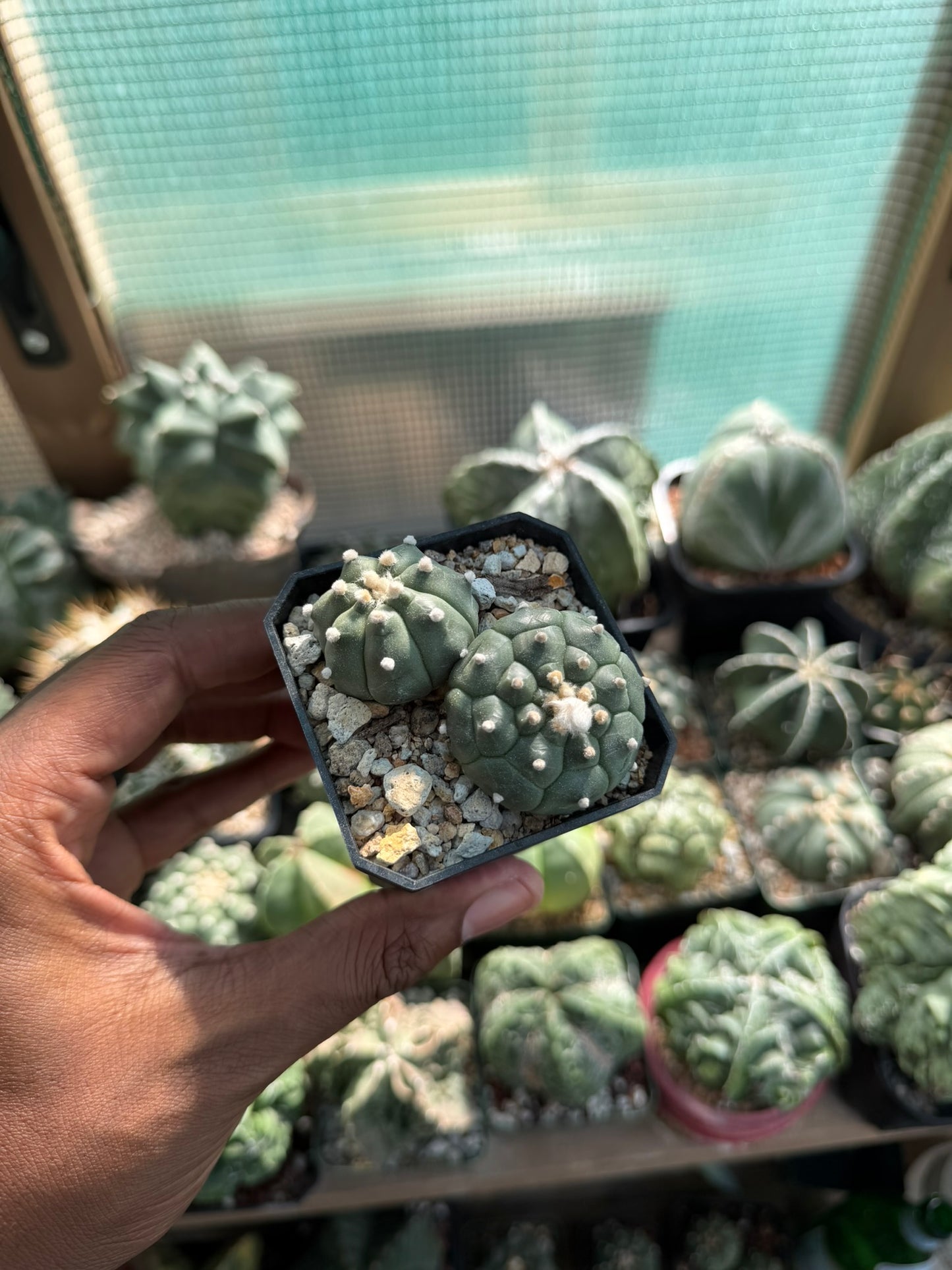Astrophytum asterias Bundle
