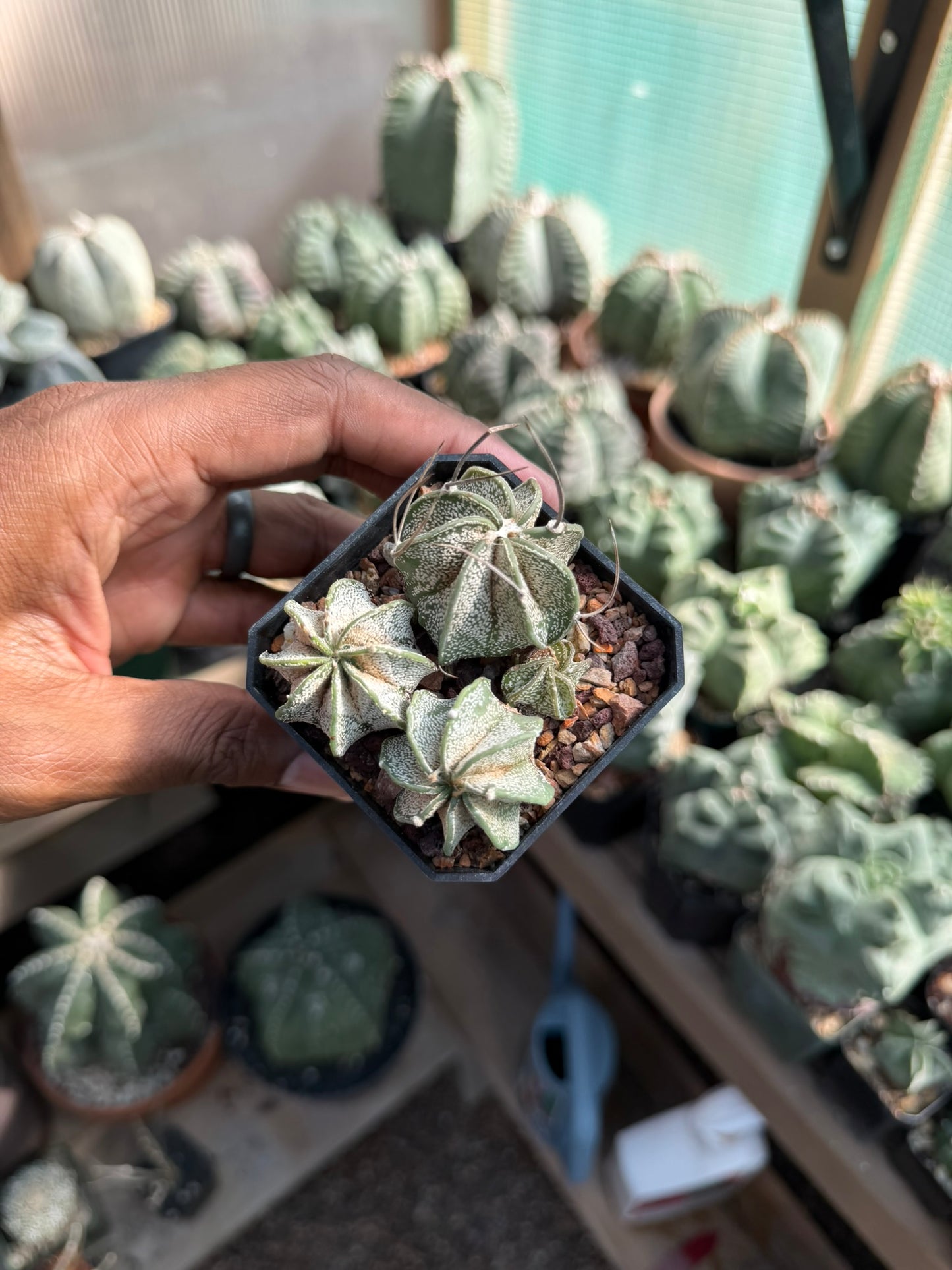Astrophytum capricorne bundle