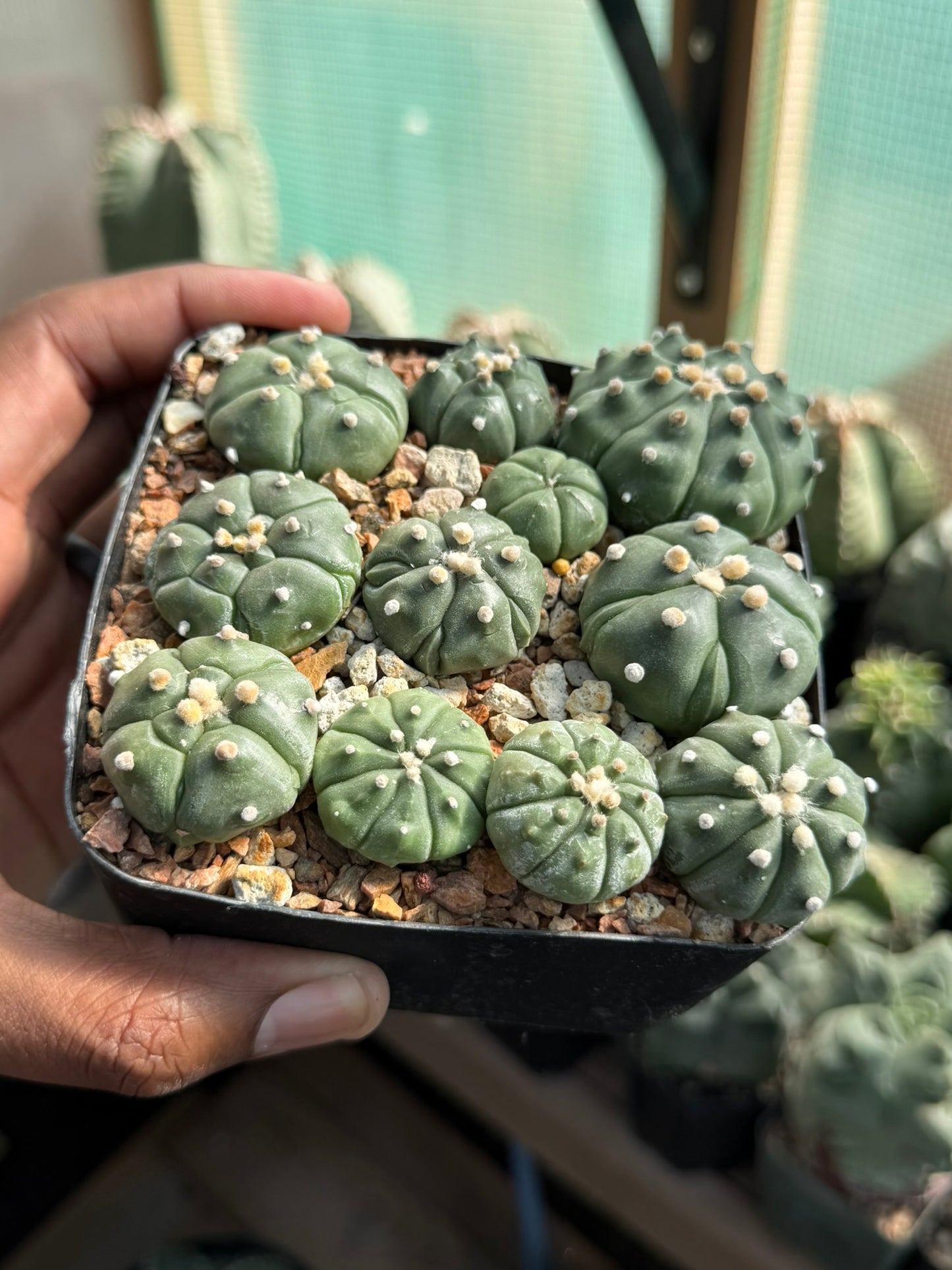 Astrophytum asterias Super Bundle!