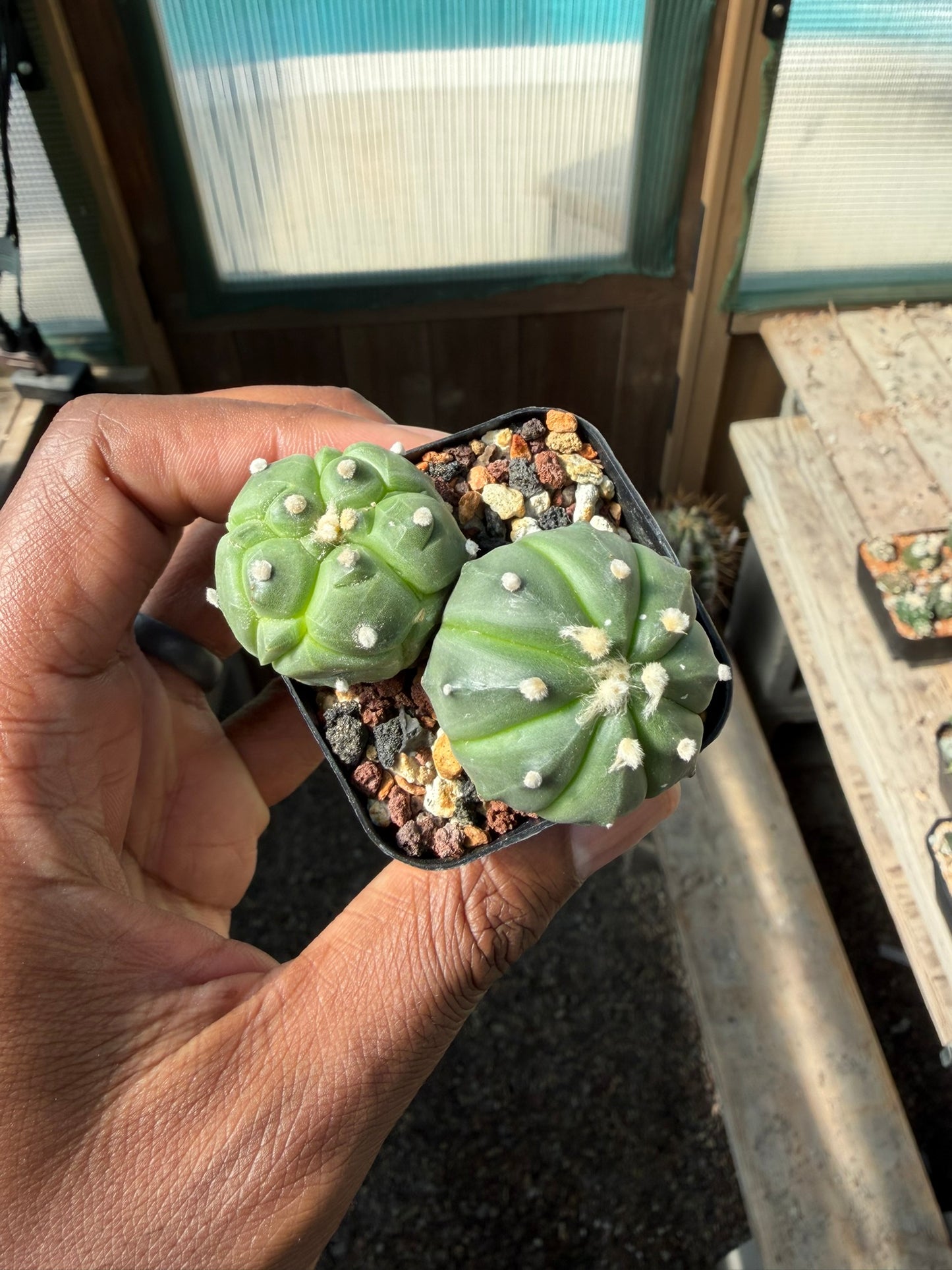 Astrophytum asterias bundle