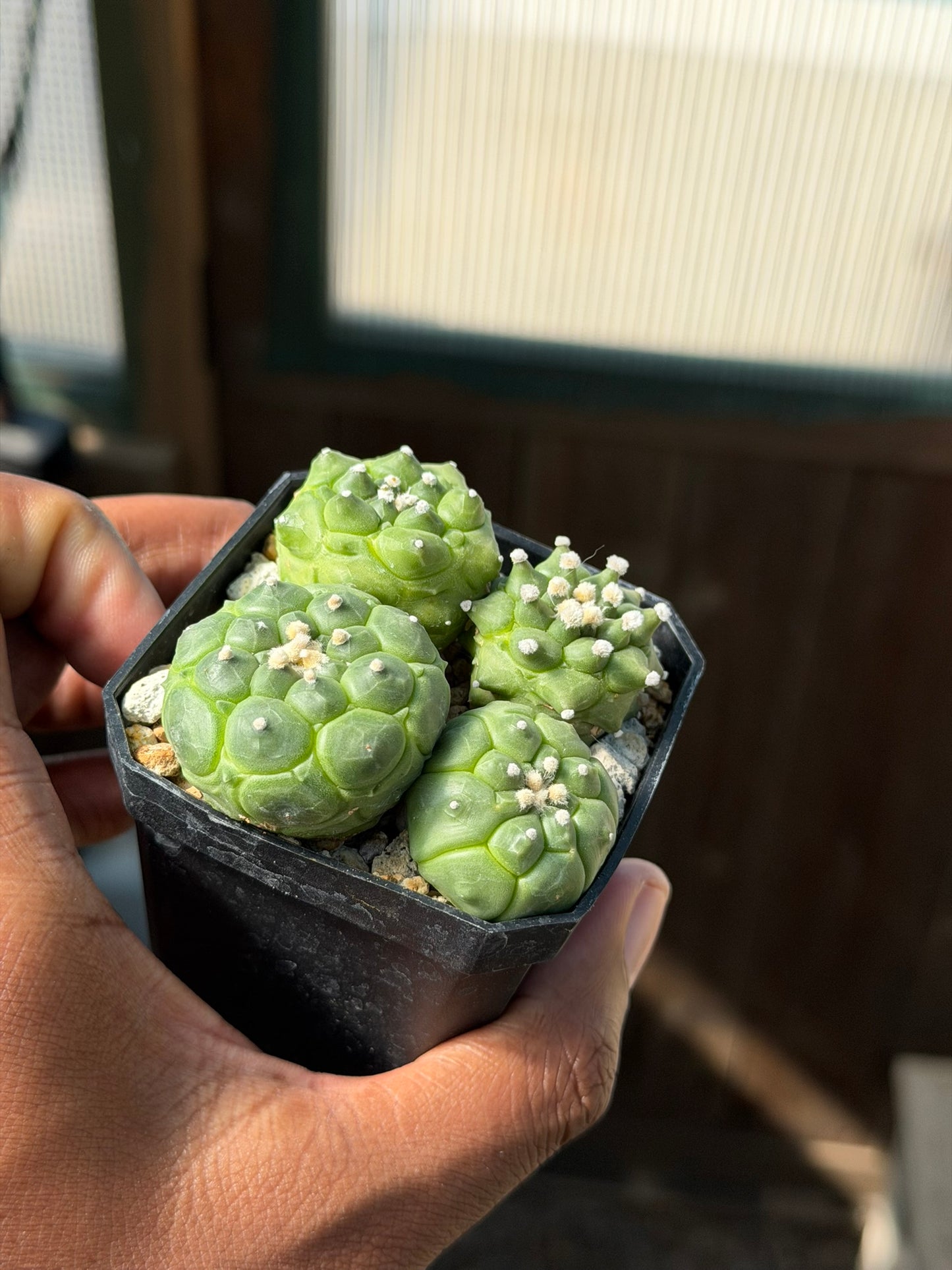 Astrophytum asterias Kikko bundle
