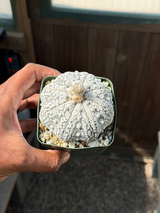 Astrophytum asterias Superkabuto Star Shape