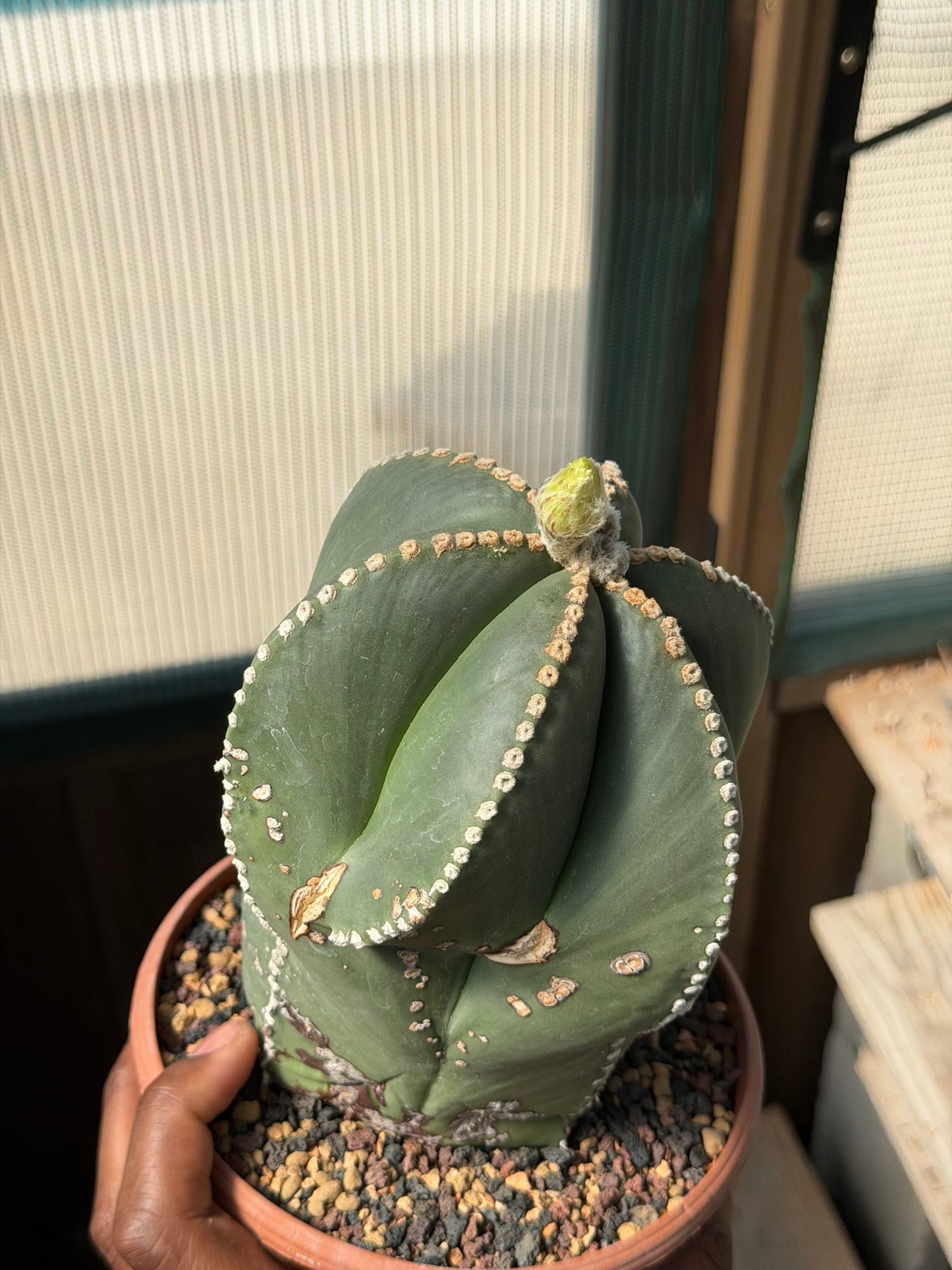 Astrophytum myriostigma multicostatum