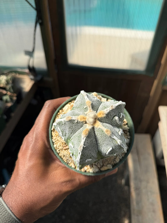 Astrophytum myriostigma Fukuryu Hakujo