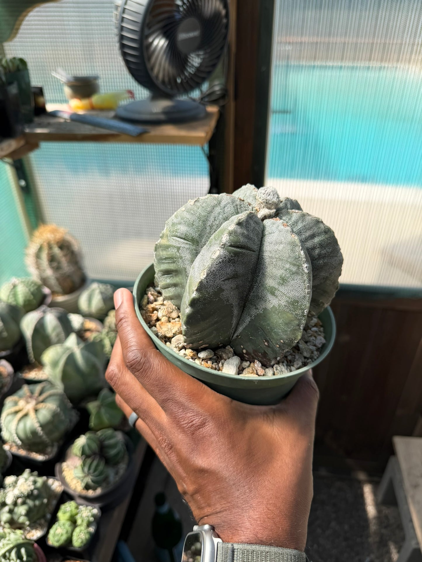 Astrophytum myriostigma multicostatum