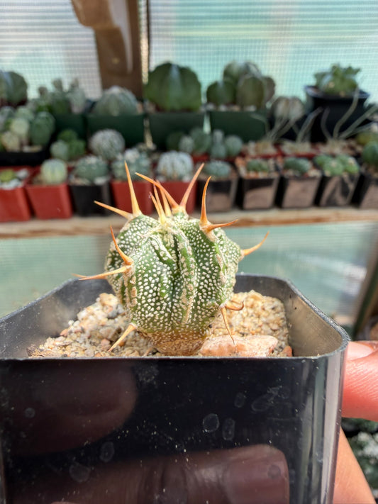 Astrophytum Ornatum Fukuryu Hania