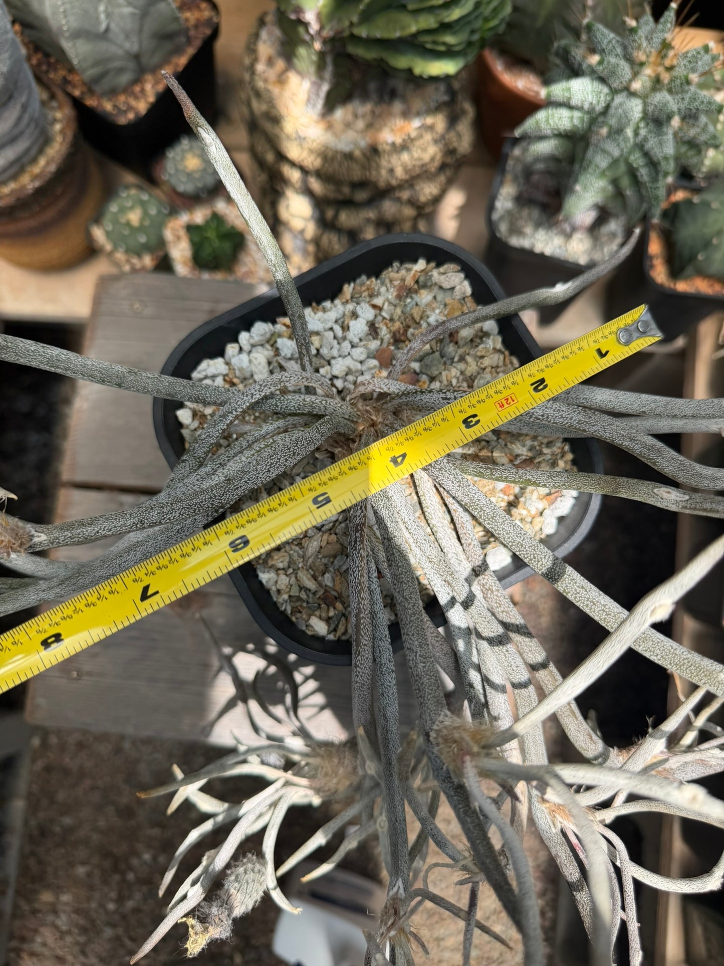 Astrophytum caput-medusae