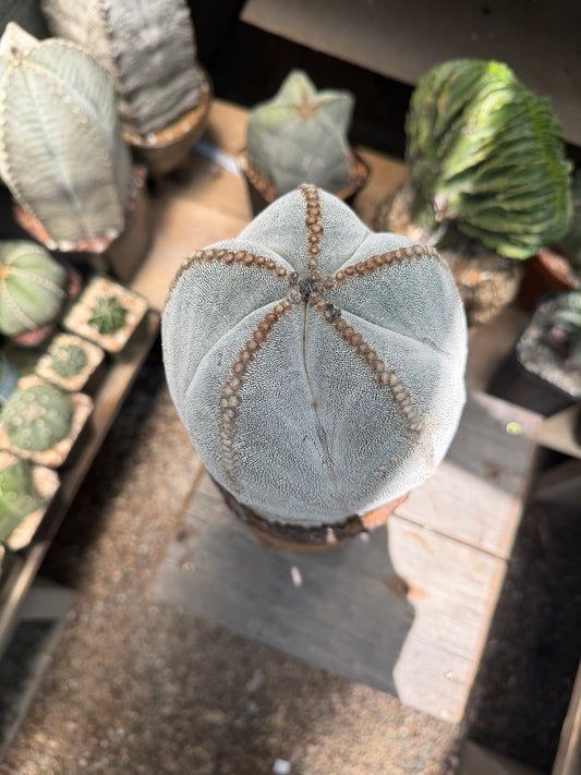 Astrophytum myriostigma Onzuka