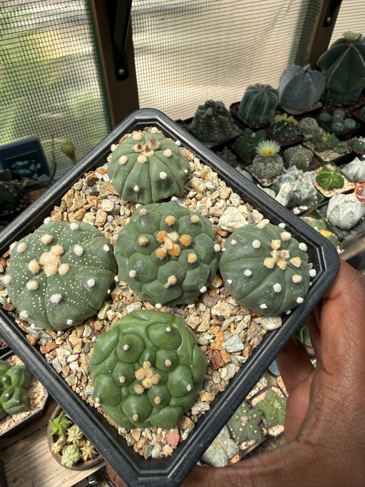 Astrophytum asterias Bundle!