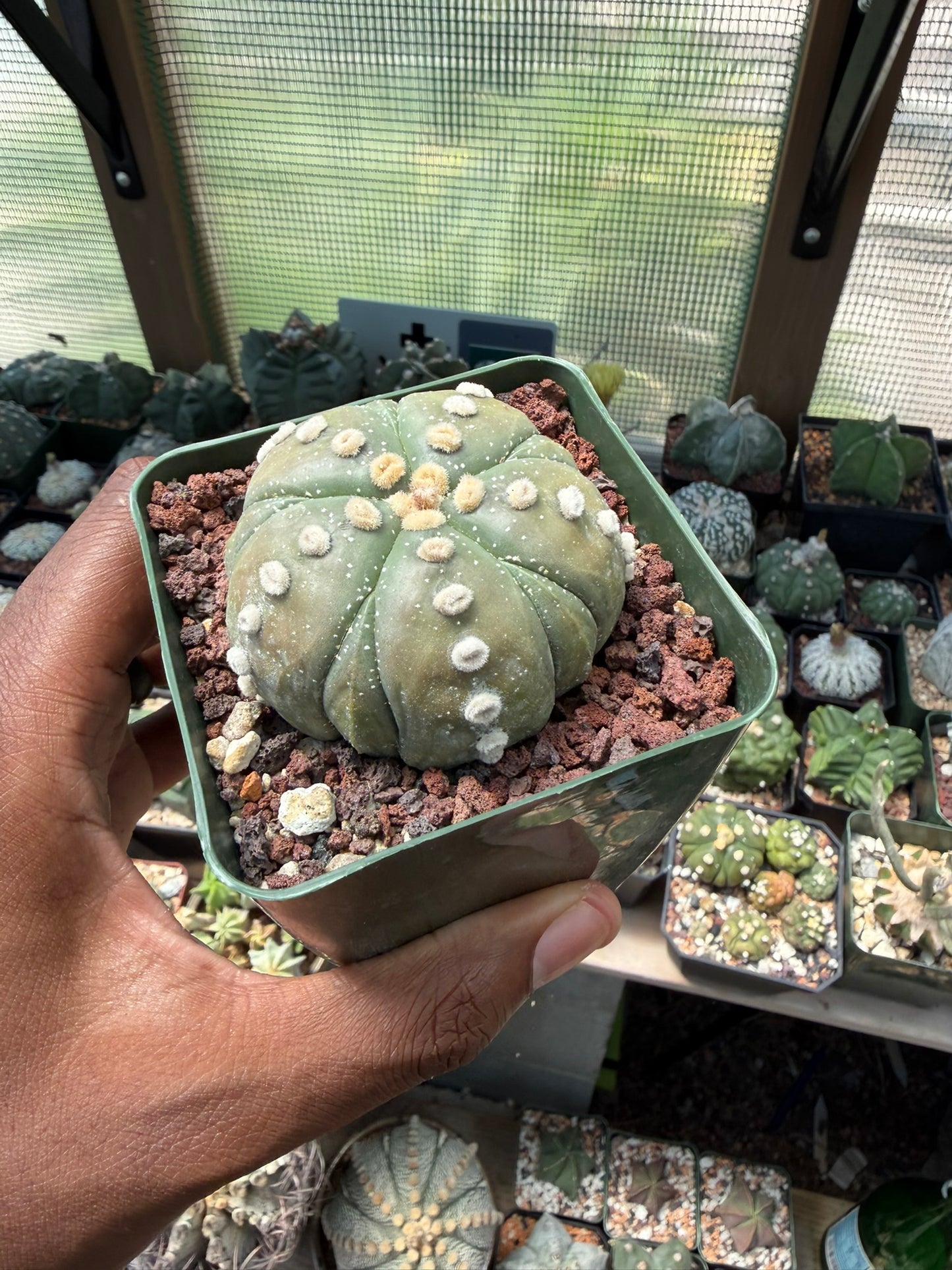 Astrophytum asterias Fukuryu