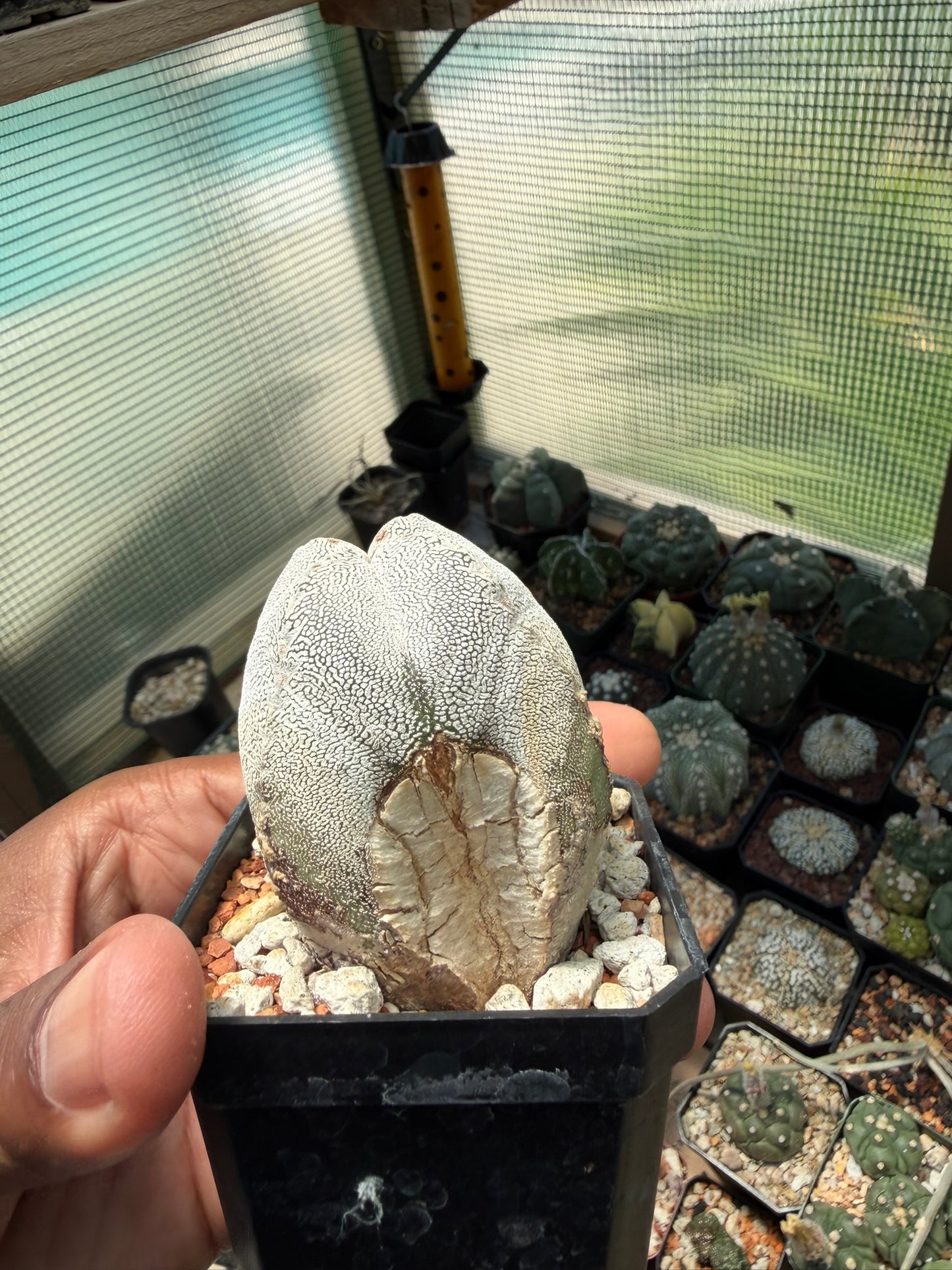Astrophytum myriostigma Onzuka