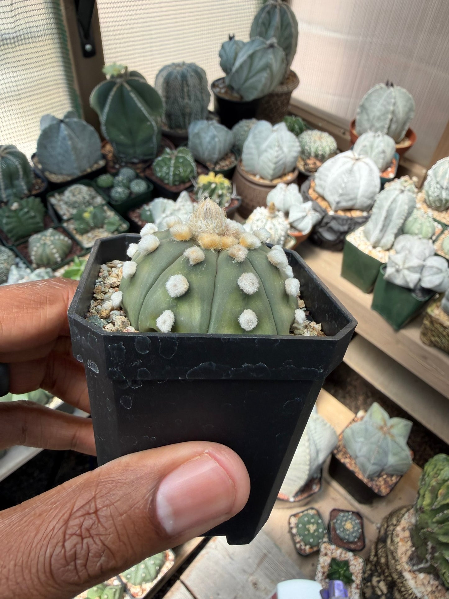 Astrophytum asterias Ooibo