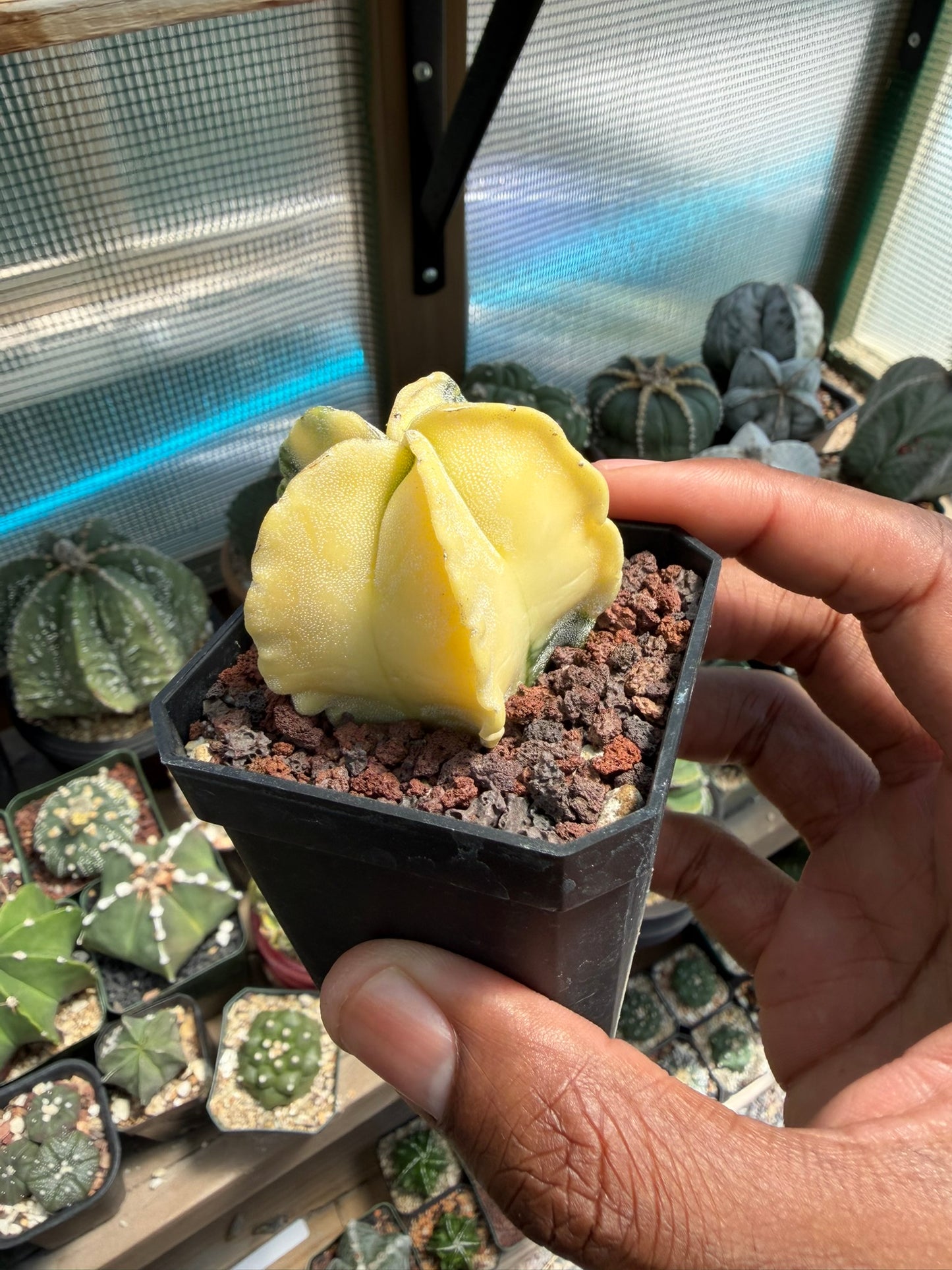 Astrophytum myriostigma Variegated