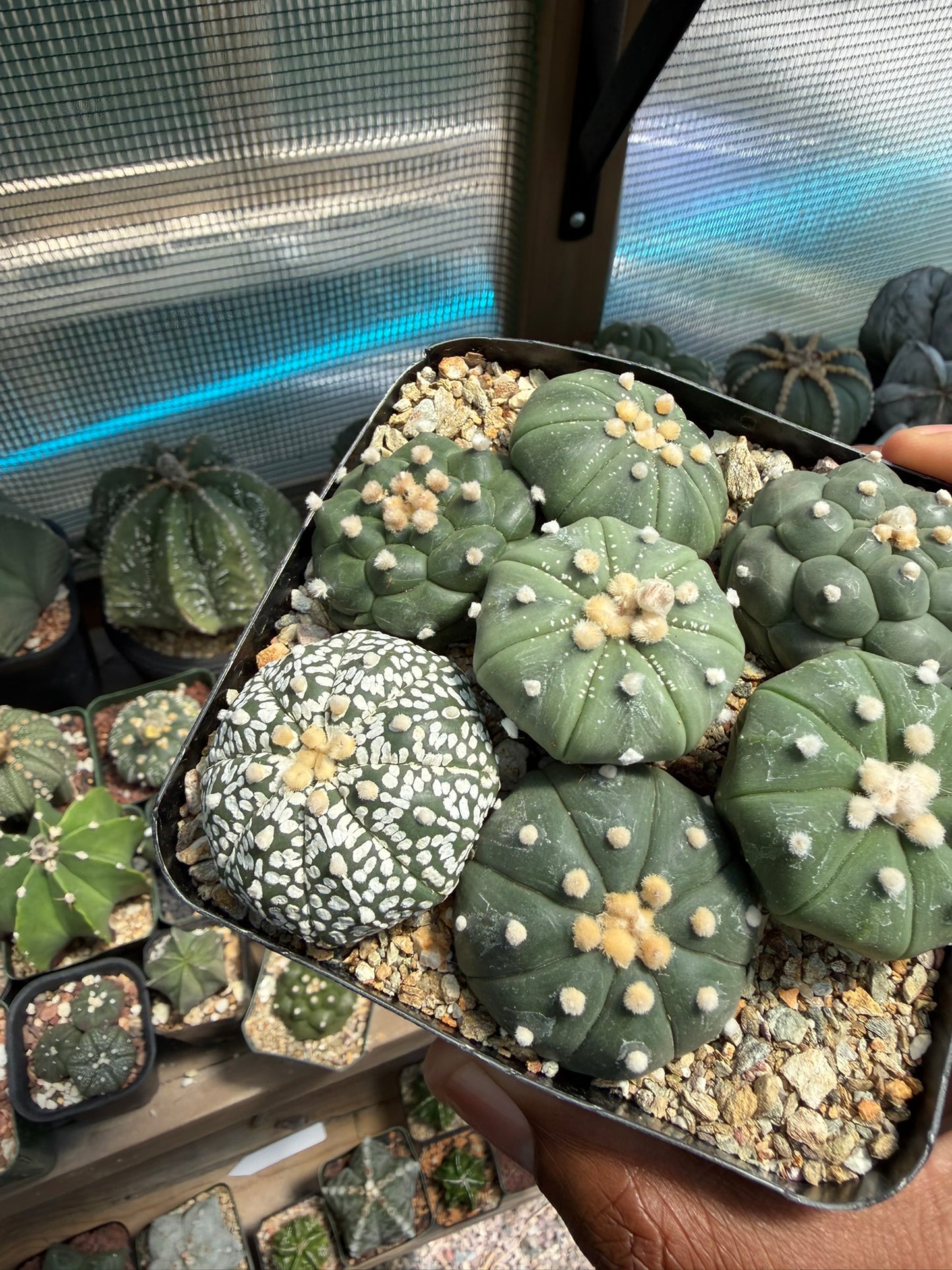 Astrophytum asterias Bundle!