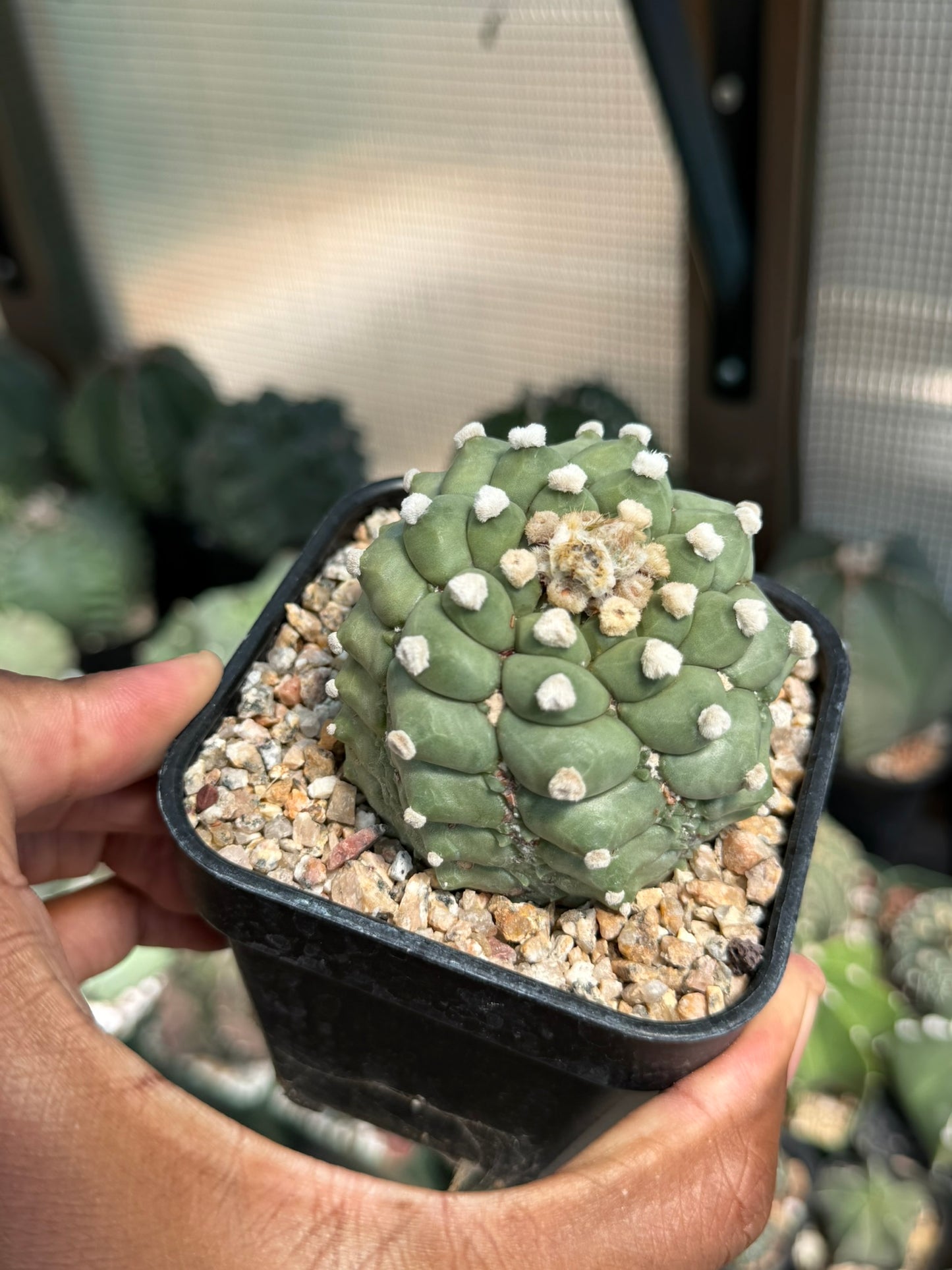 Astrophytum asterias Fukuryu Kikko