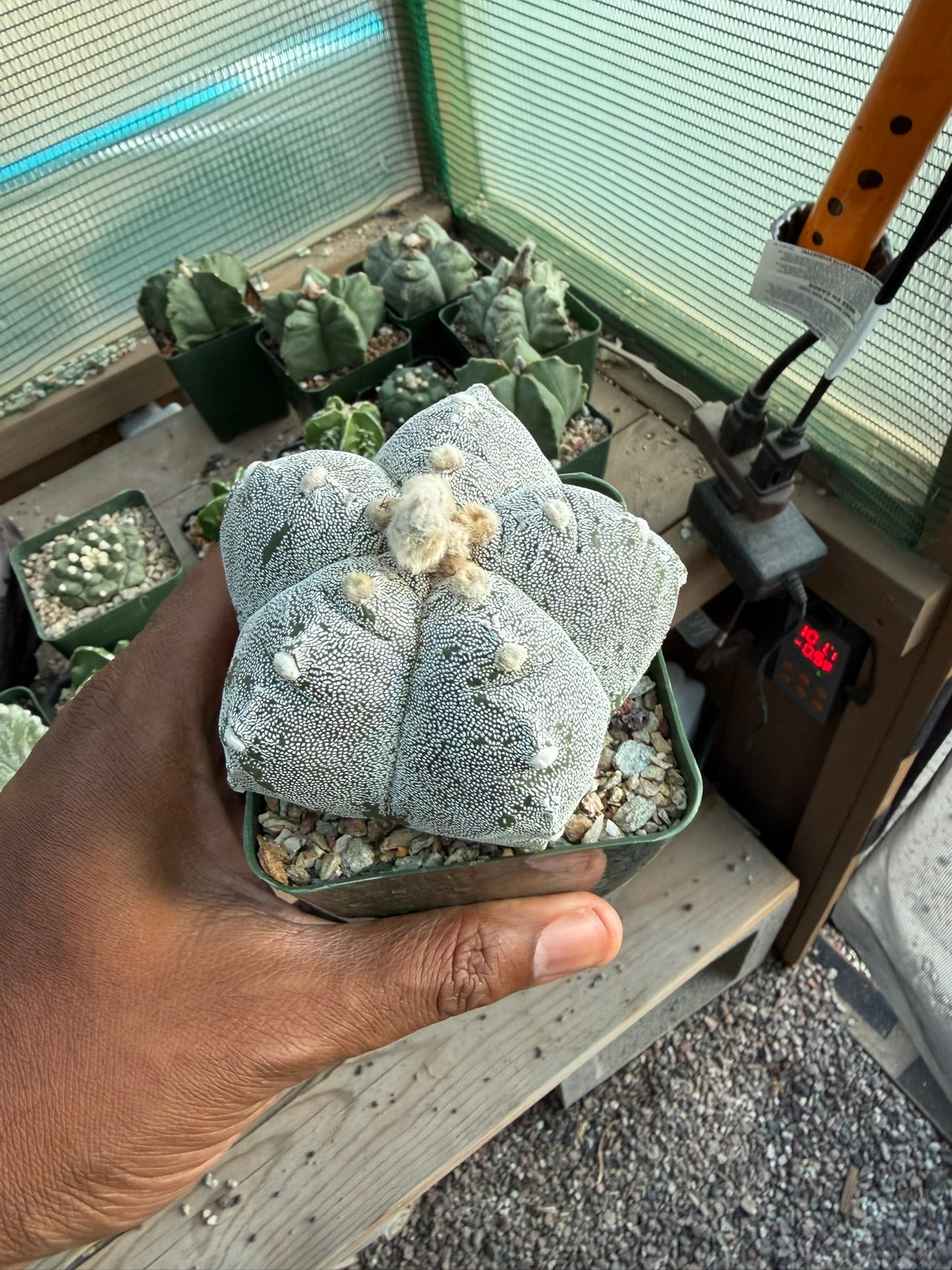 Astrophytum myriostigma Kikko