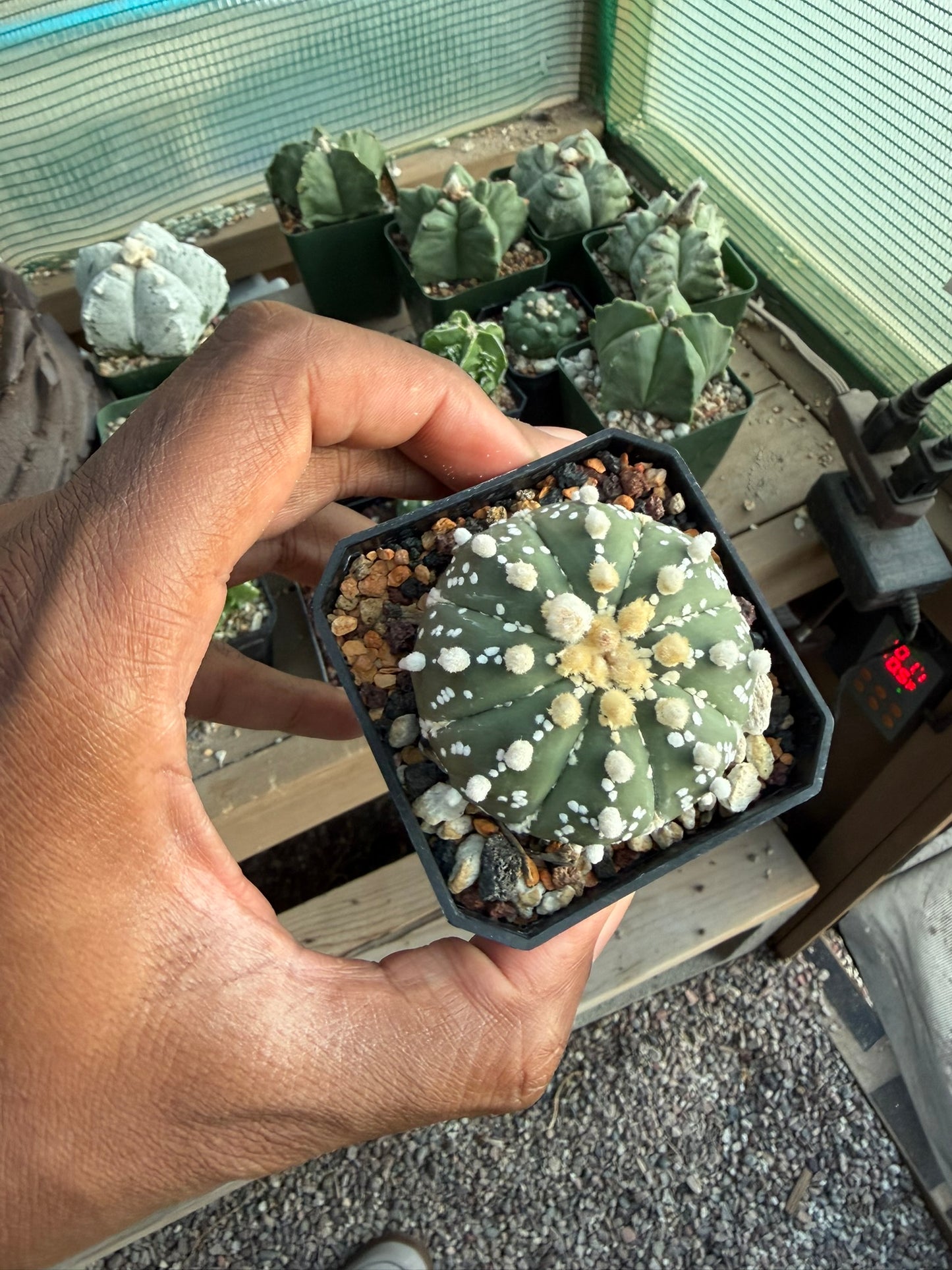 Astrophytum asterias