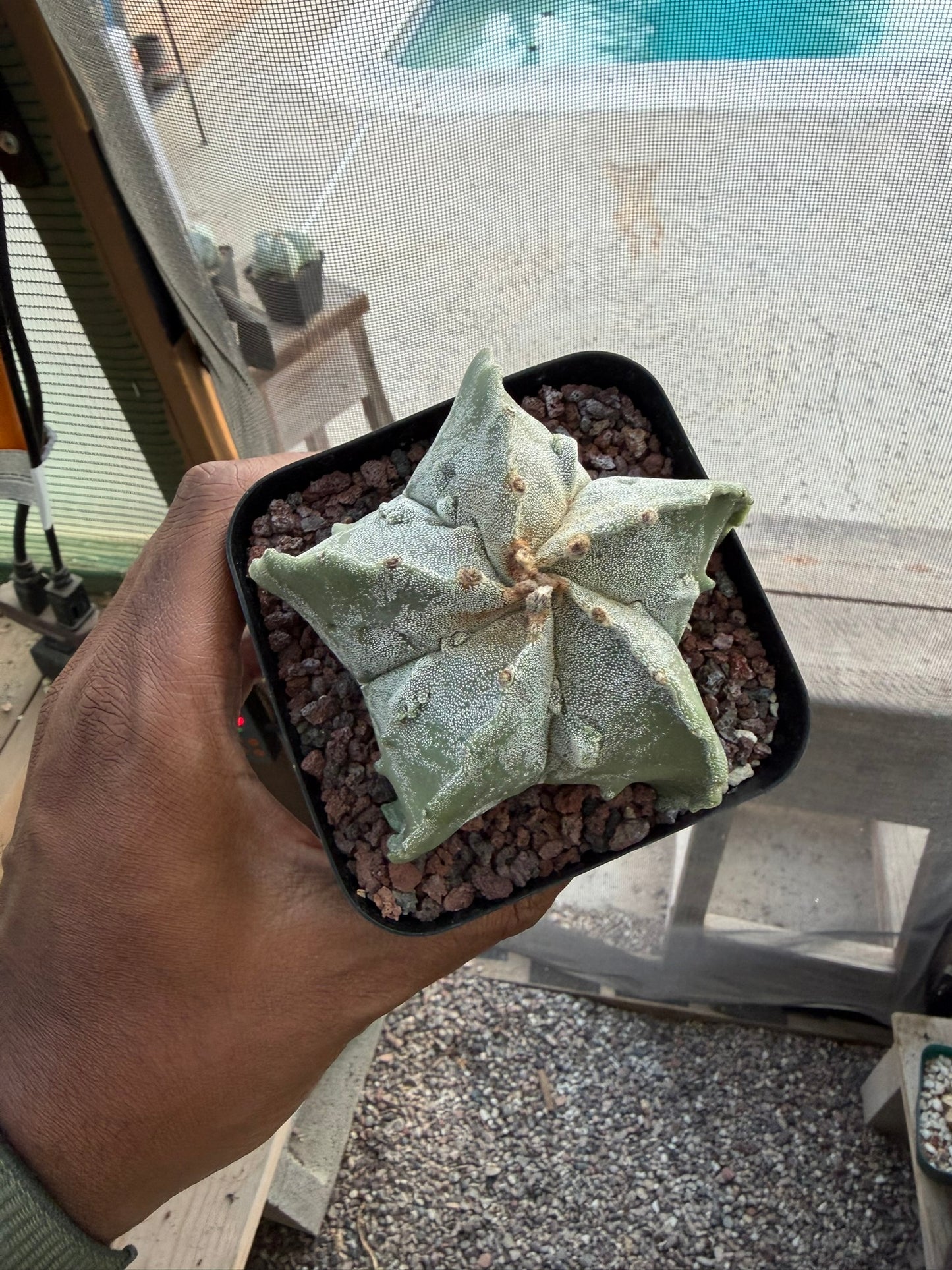 Astrophytum myriostigma Fukuryu